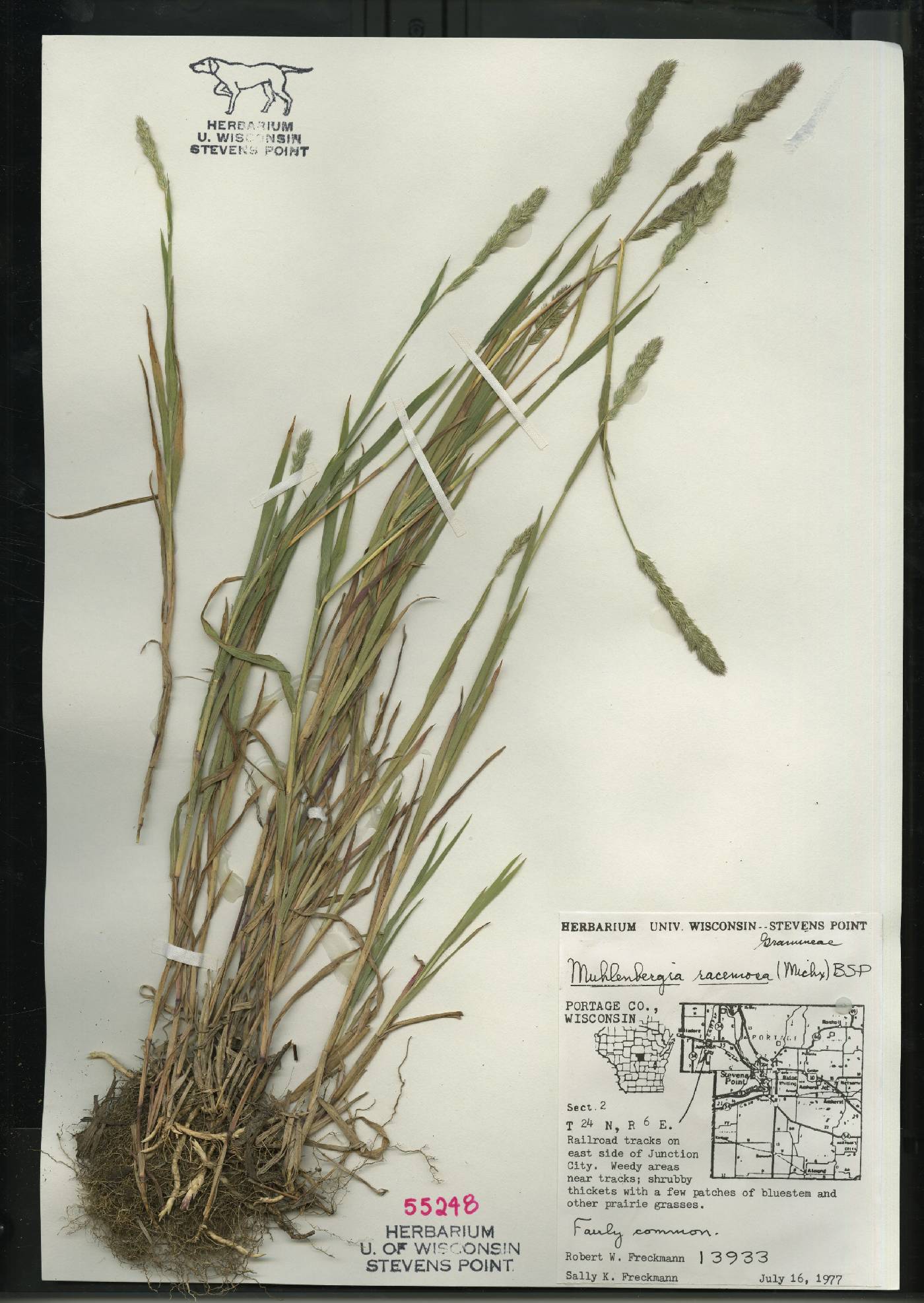 Muhlenbergia racemosa image