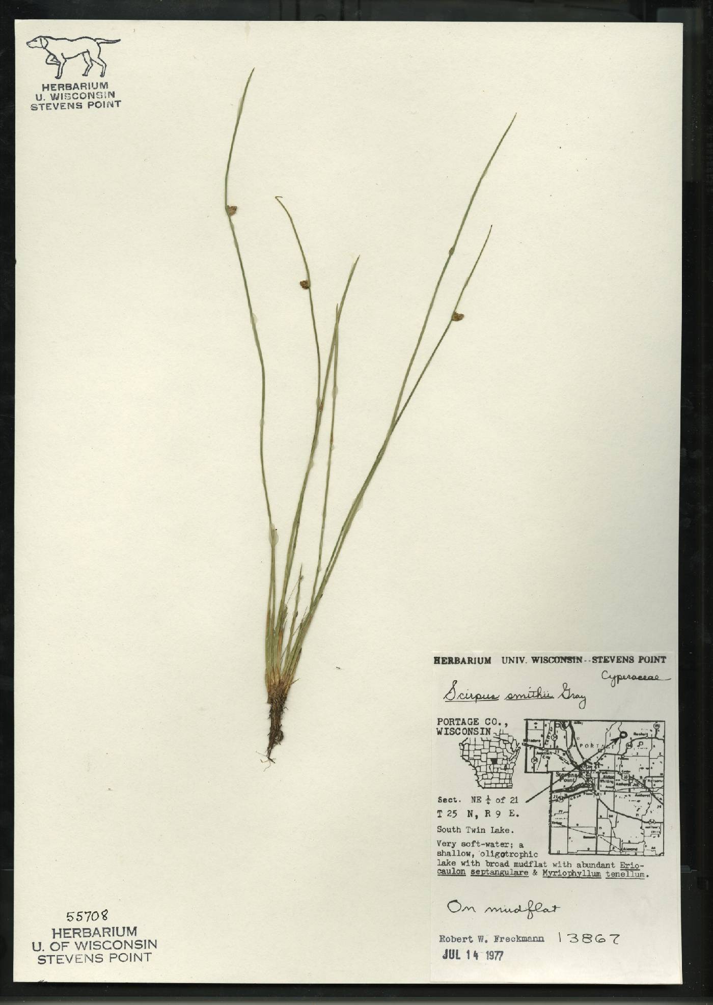 Schoenoplectus smithii image