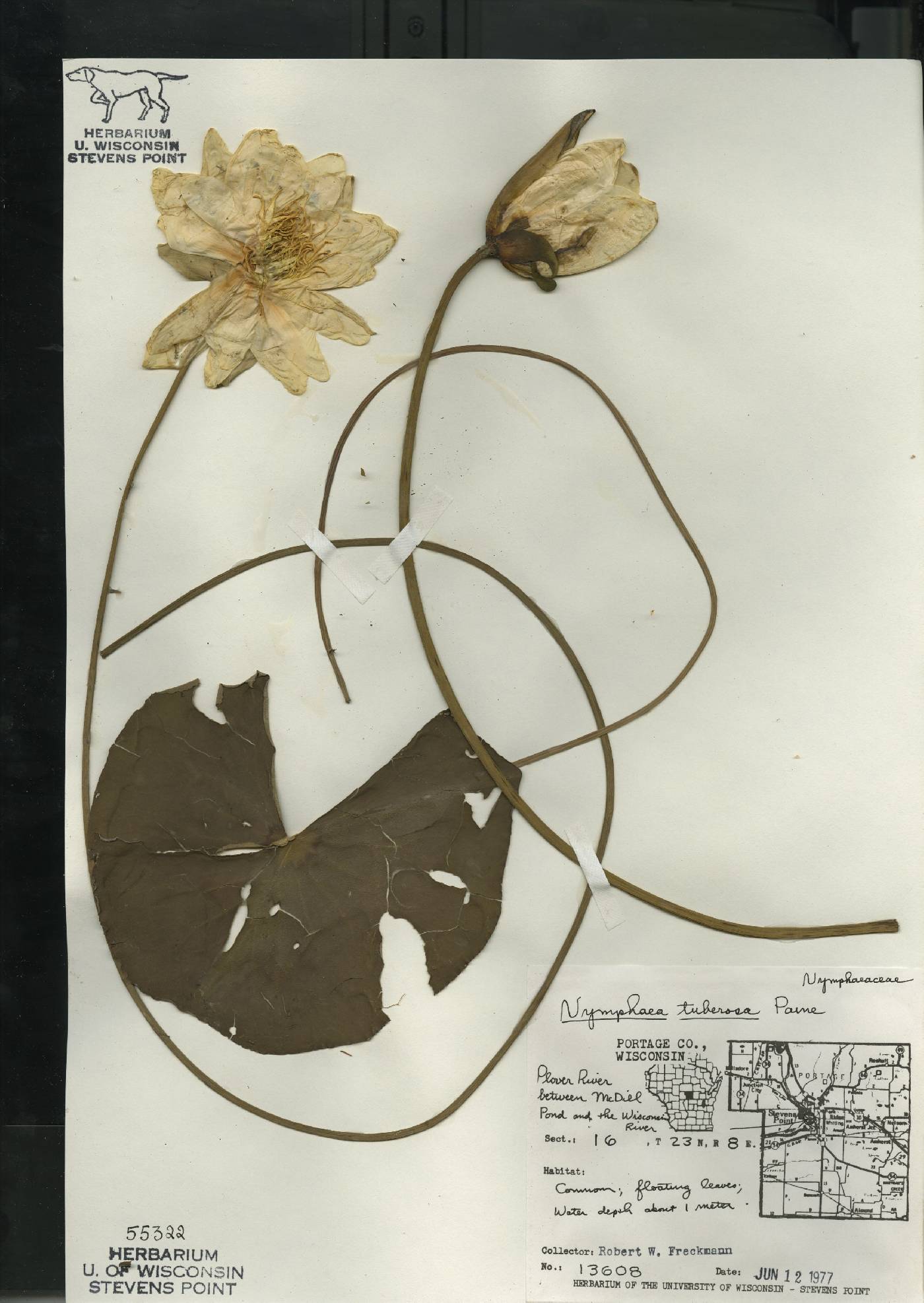 Nymphaea odorata subsp. tuberosa image