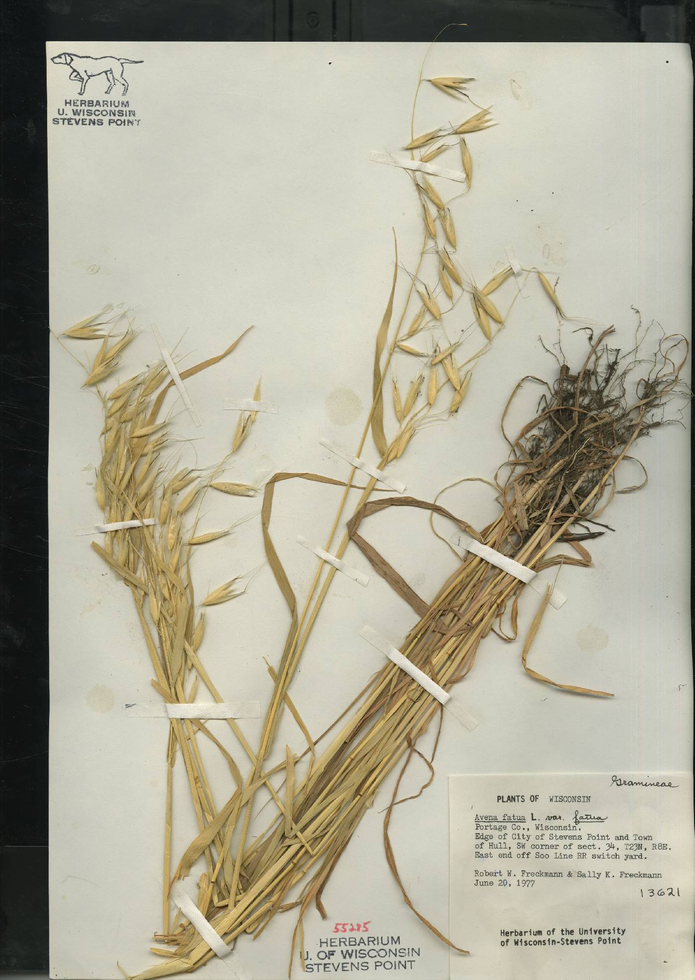 Avena fatua image
