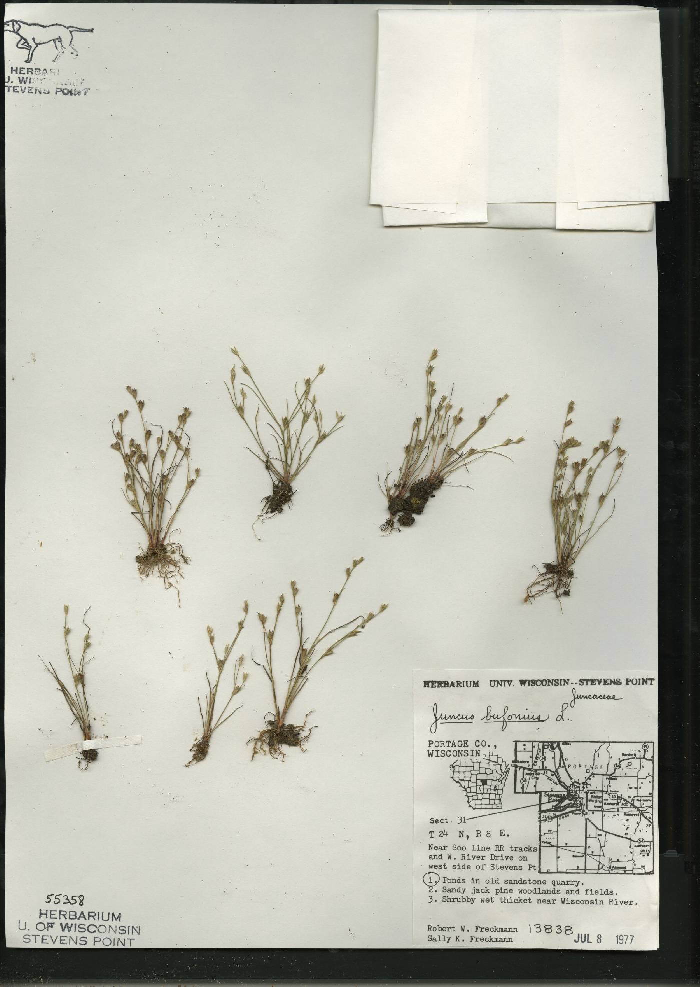 Juncus bufonius image