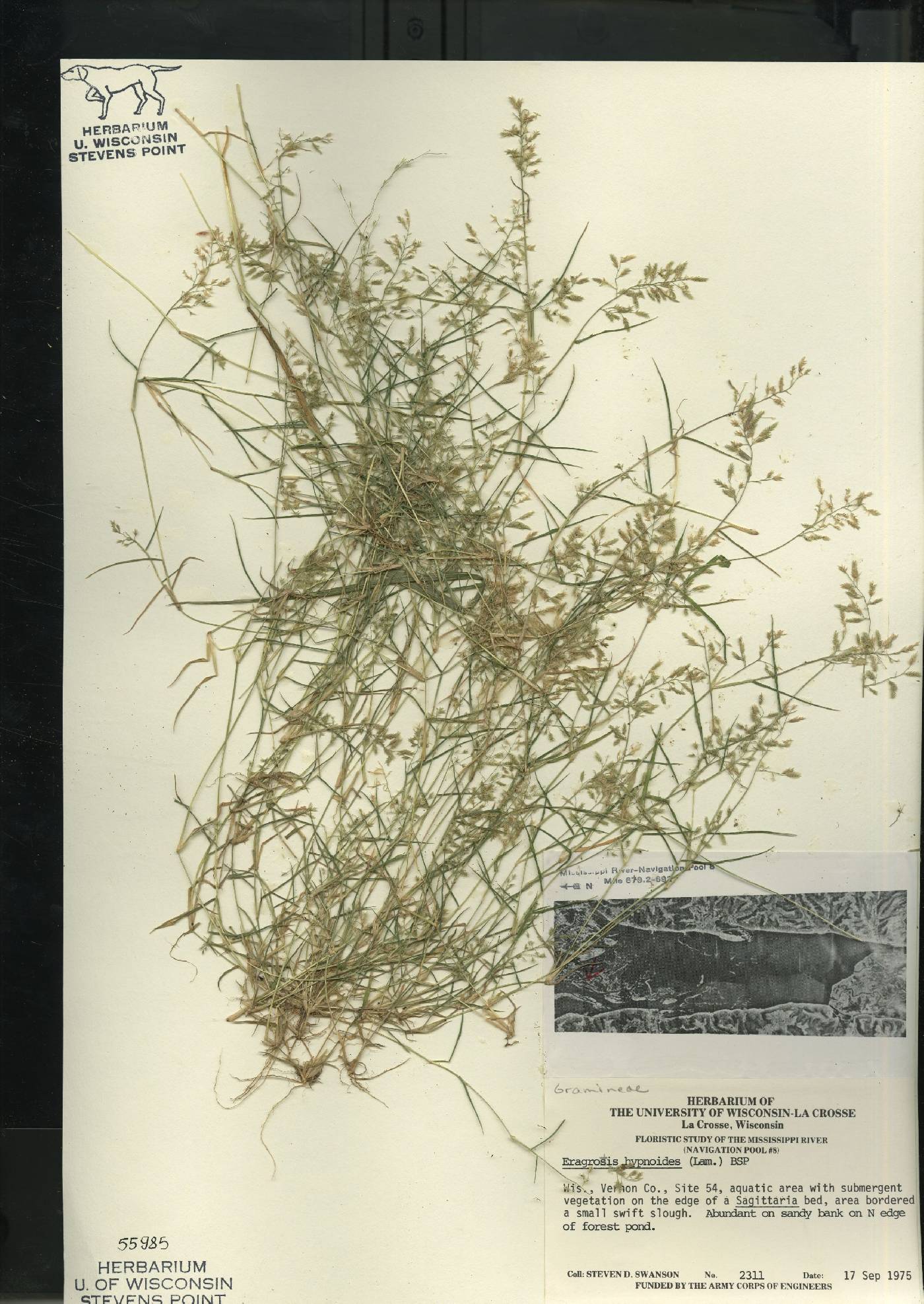 Eragrostis hypnoides image