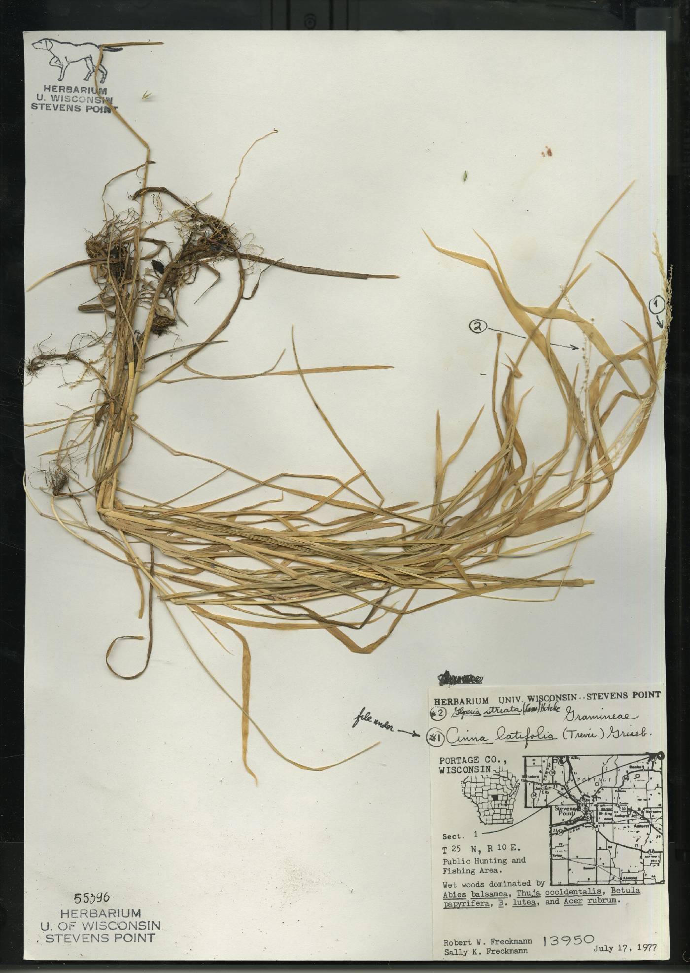 Cinna latifolia image