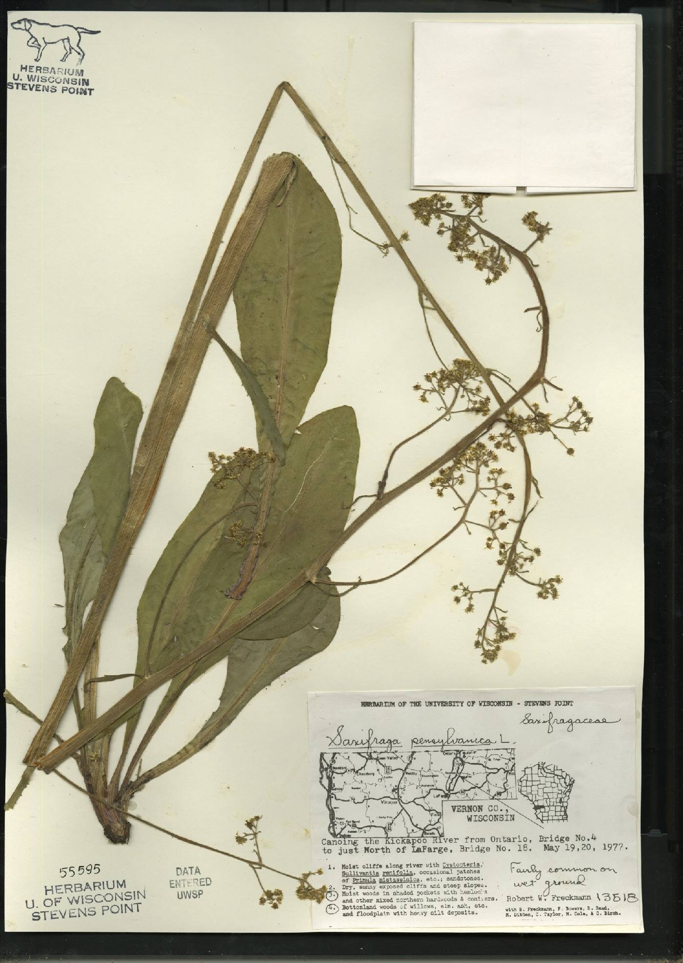 Micranthes pensylvanica image