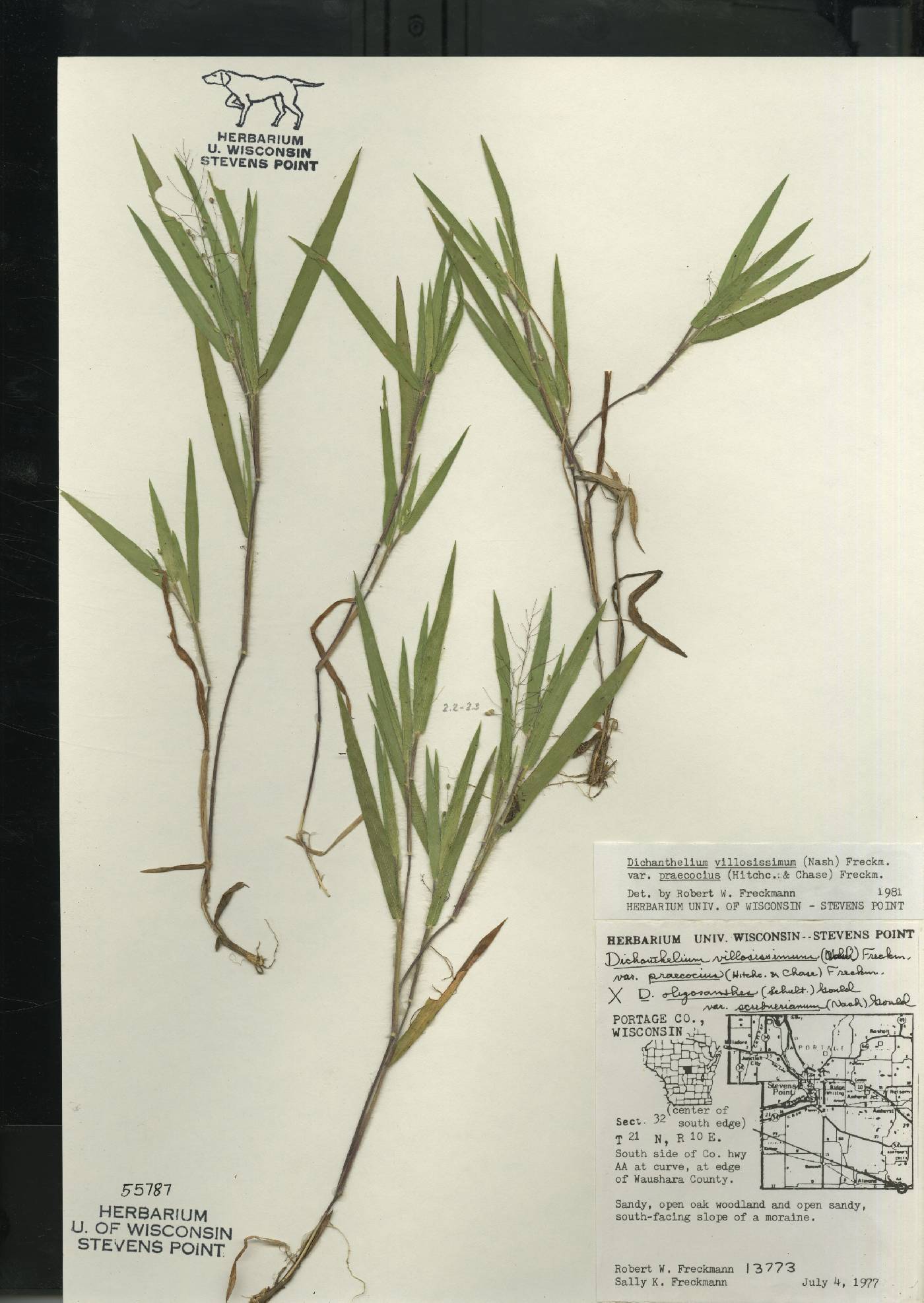 Dichanthelium villosissimum var. praecocius image