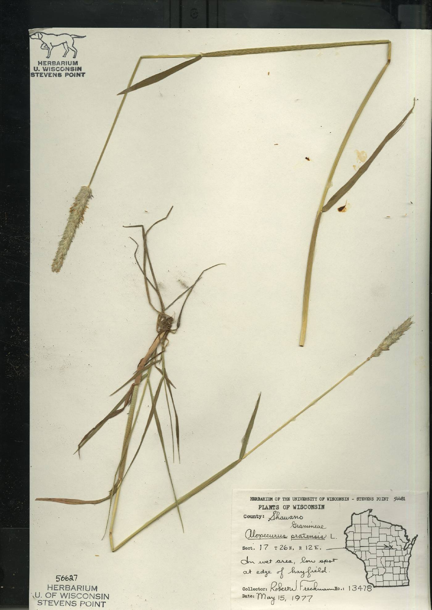 Alopecurus pratensis image