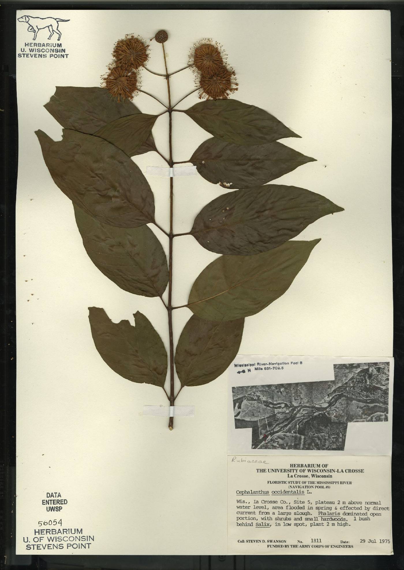Cephalanthus occidentalis image