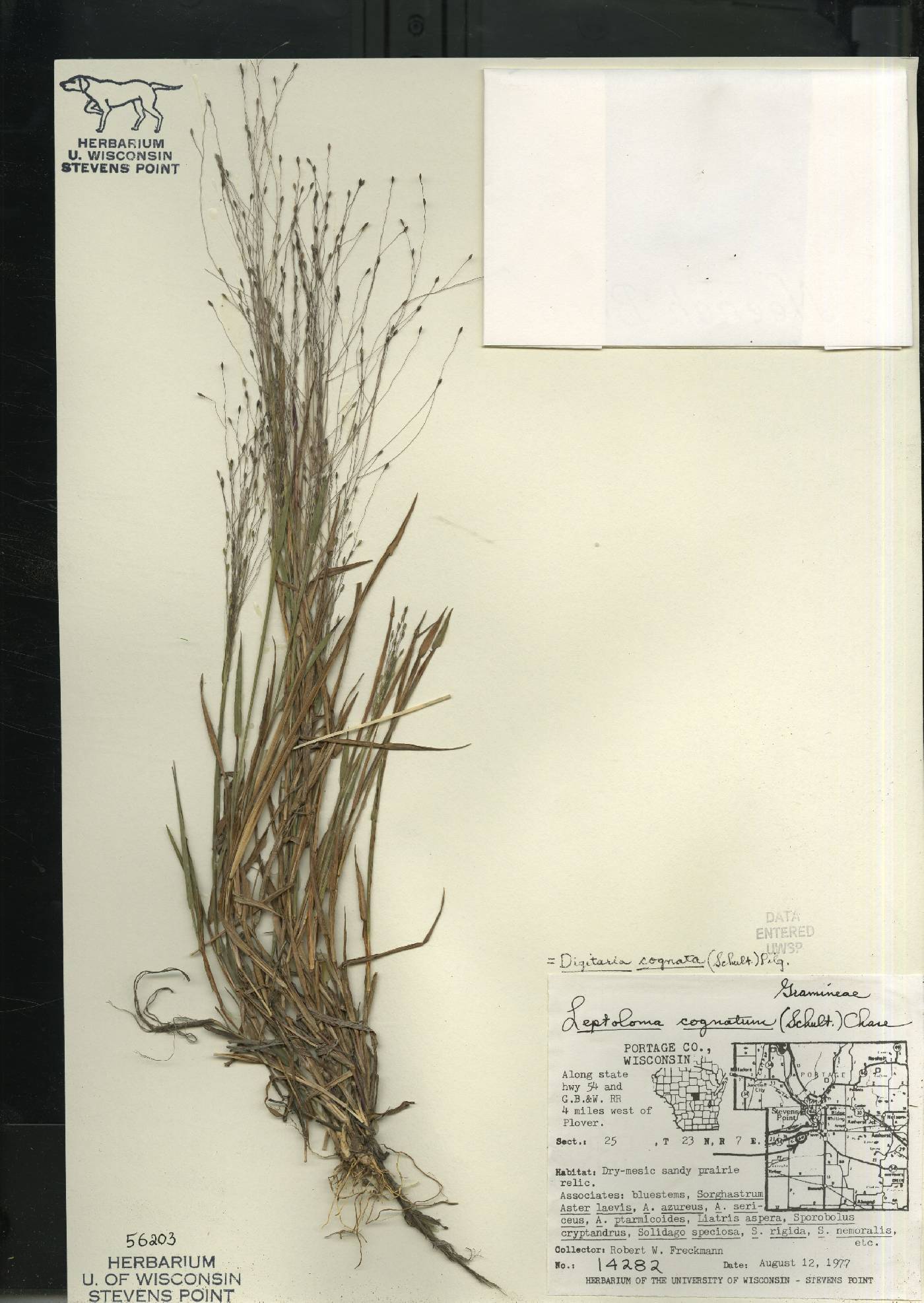Digitaria cognata image