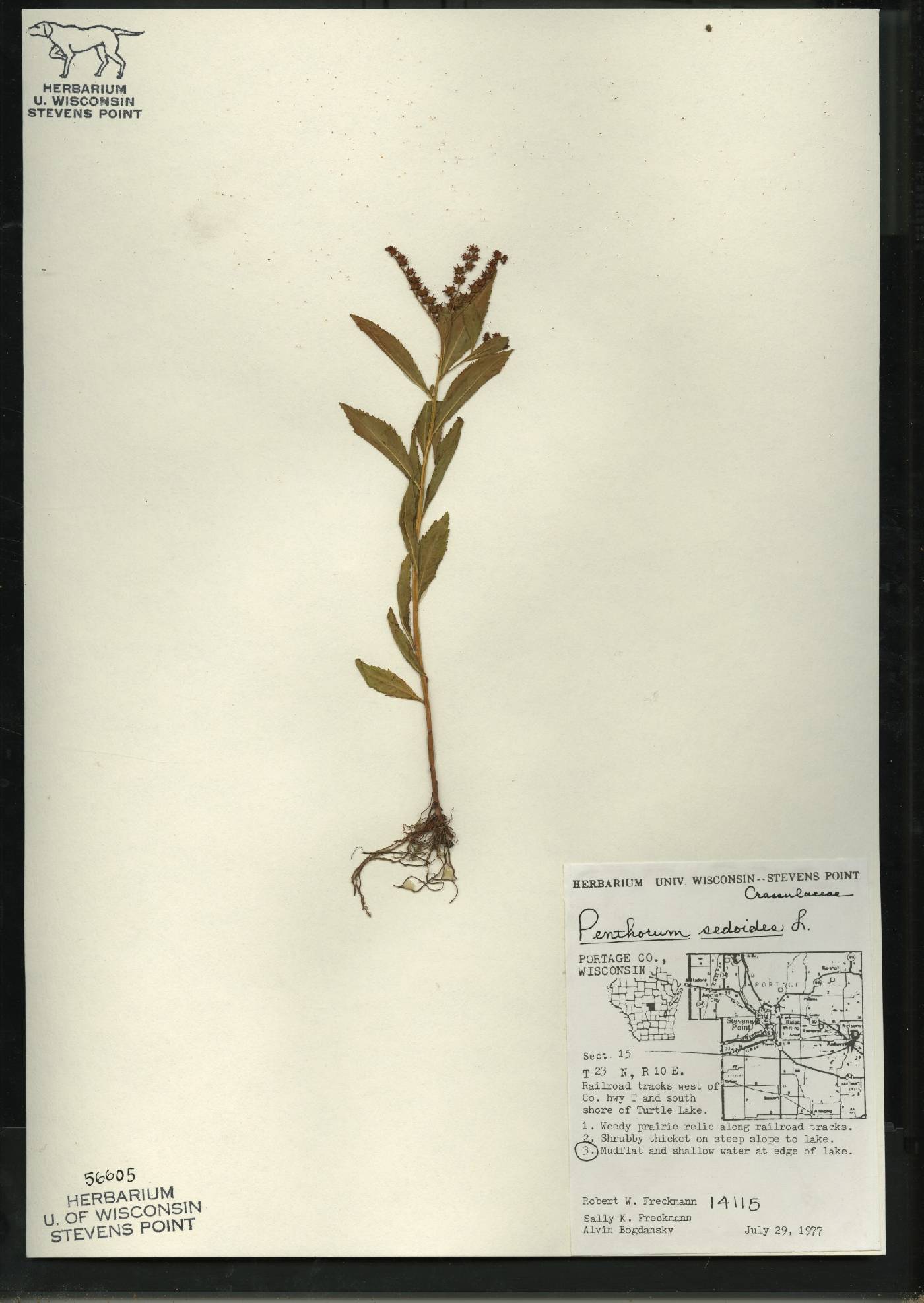 Penthorum sedoides image