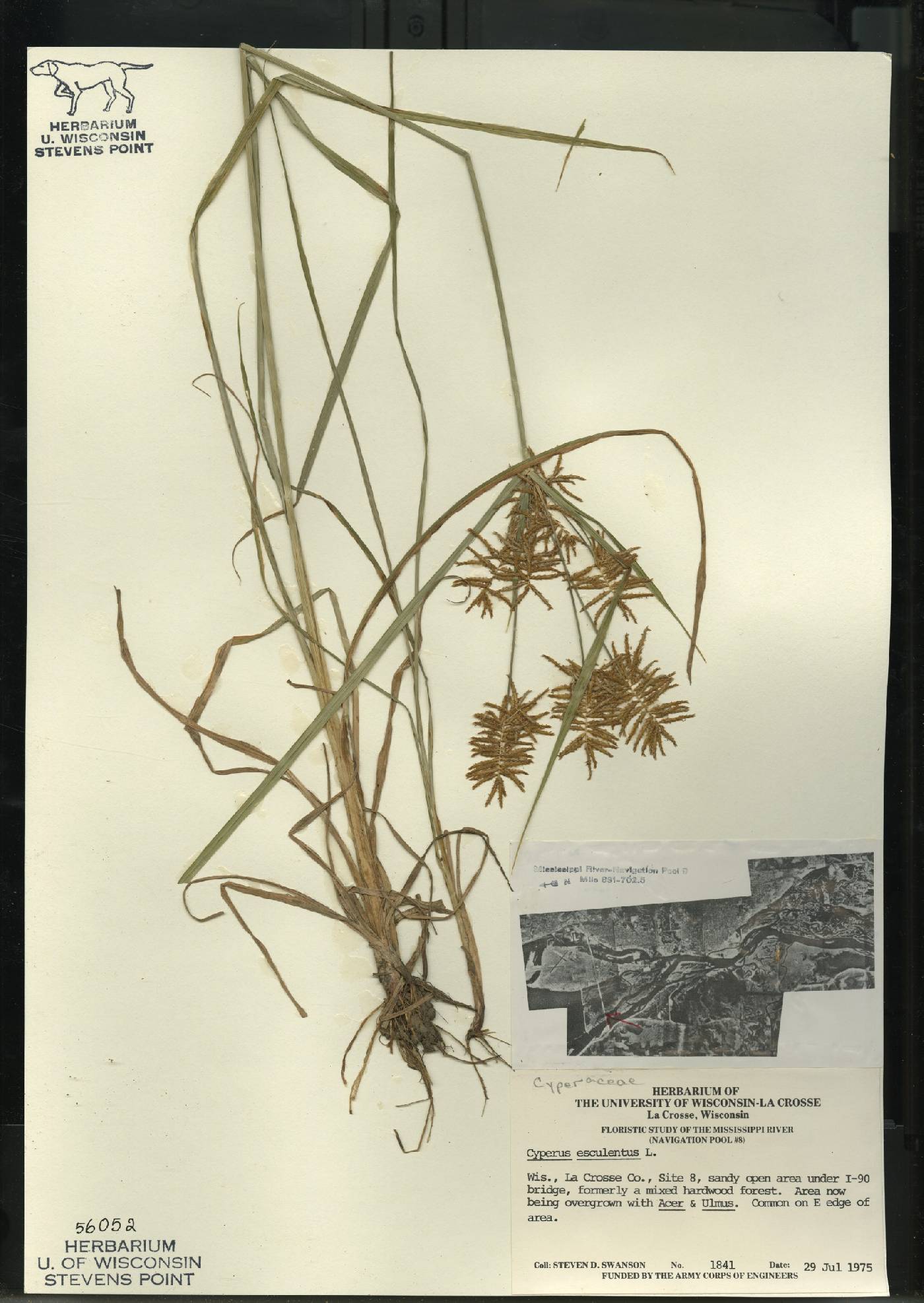 Cyperus esculentus var. leptostachyus image