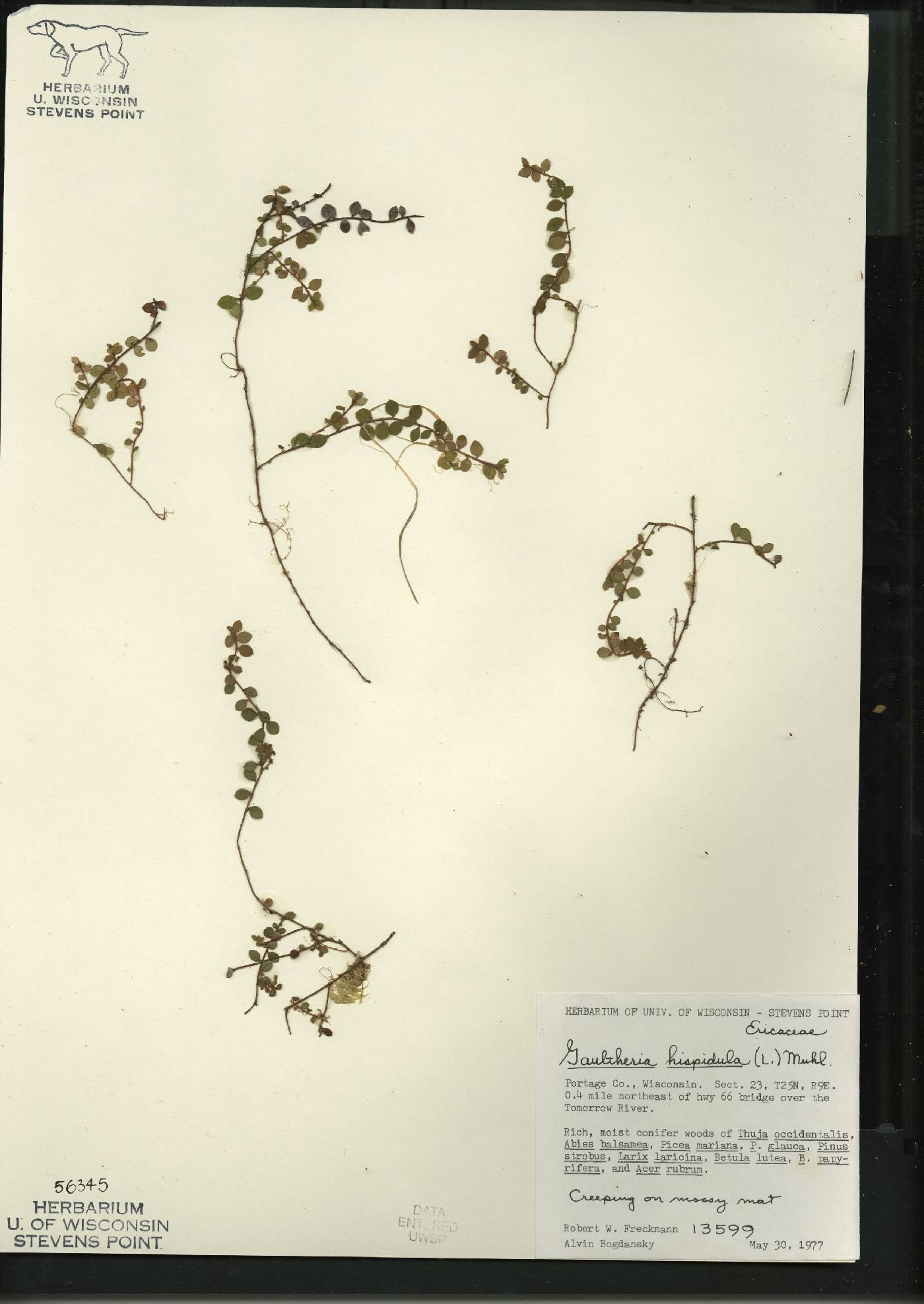 Gaultheria hispidula image