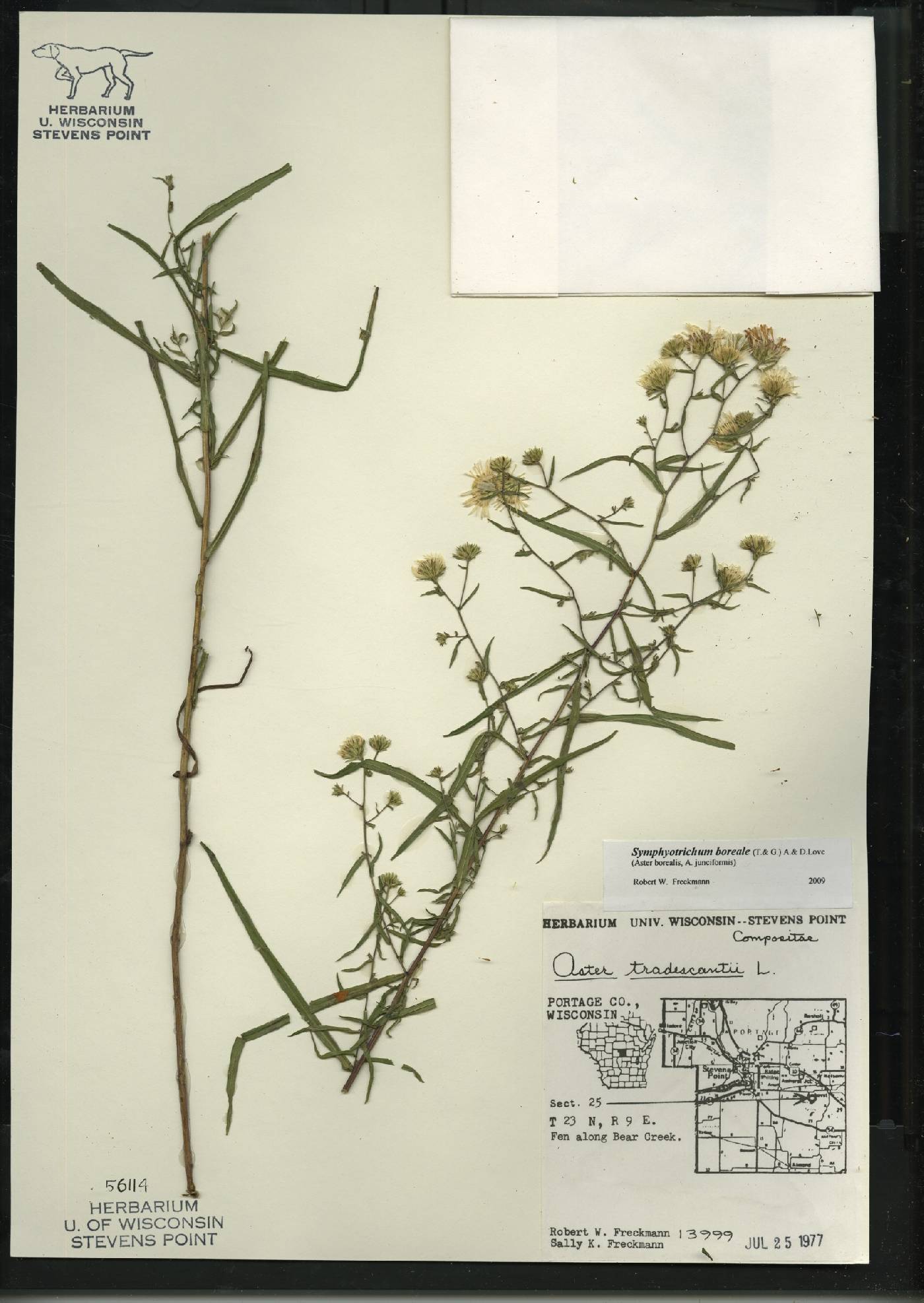Symphyotrichum boreale image