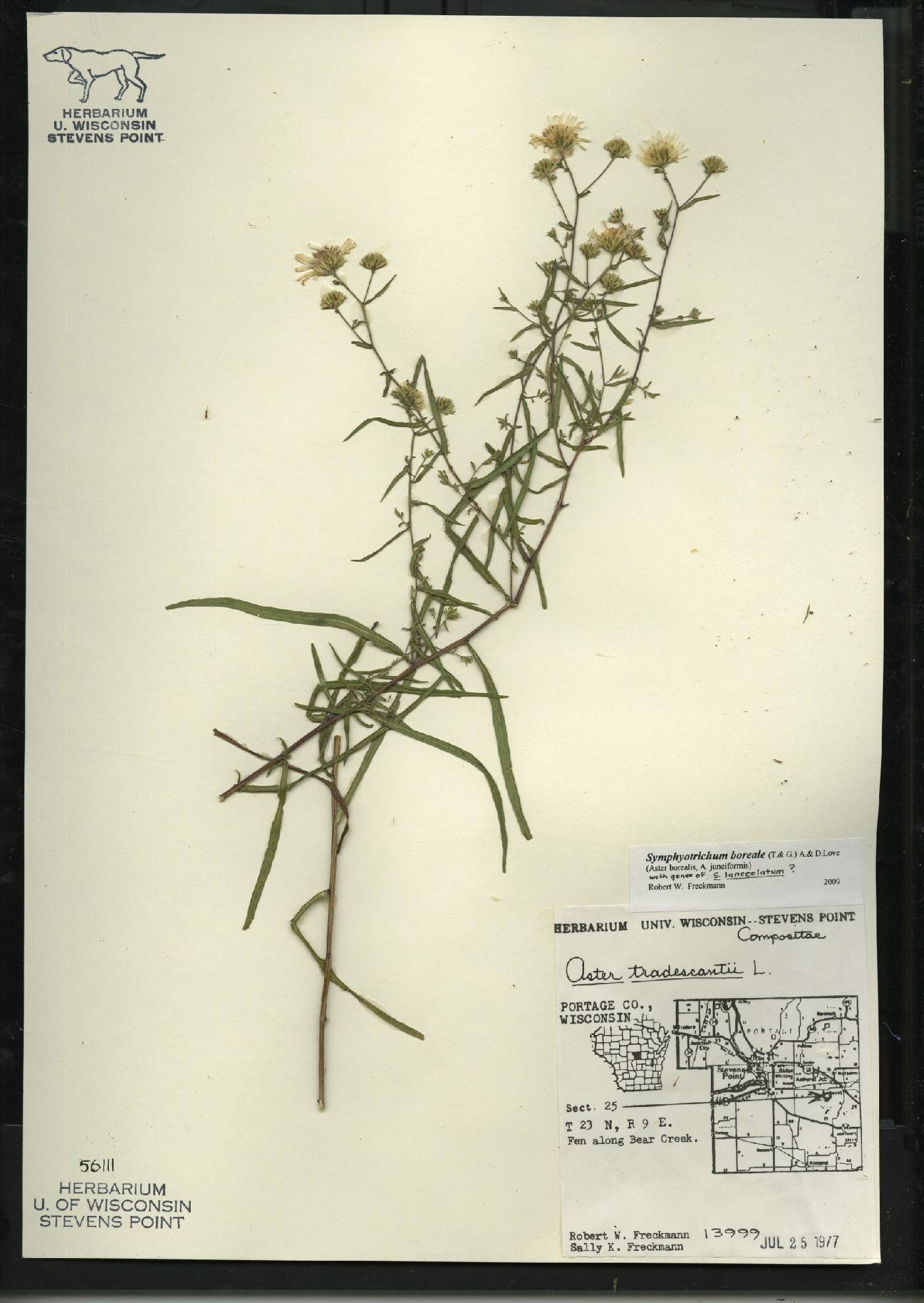 Symphyotrichum boreale image