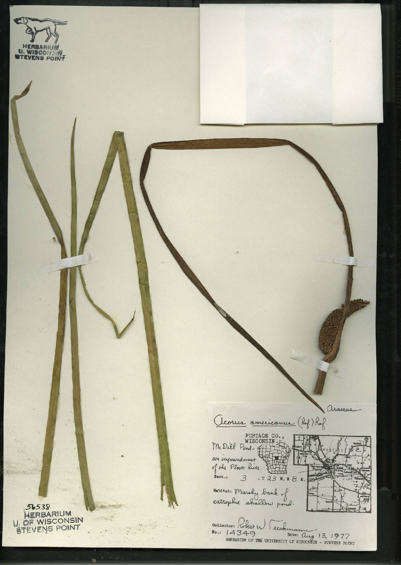 Acorus americanus image