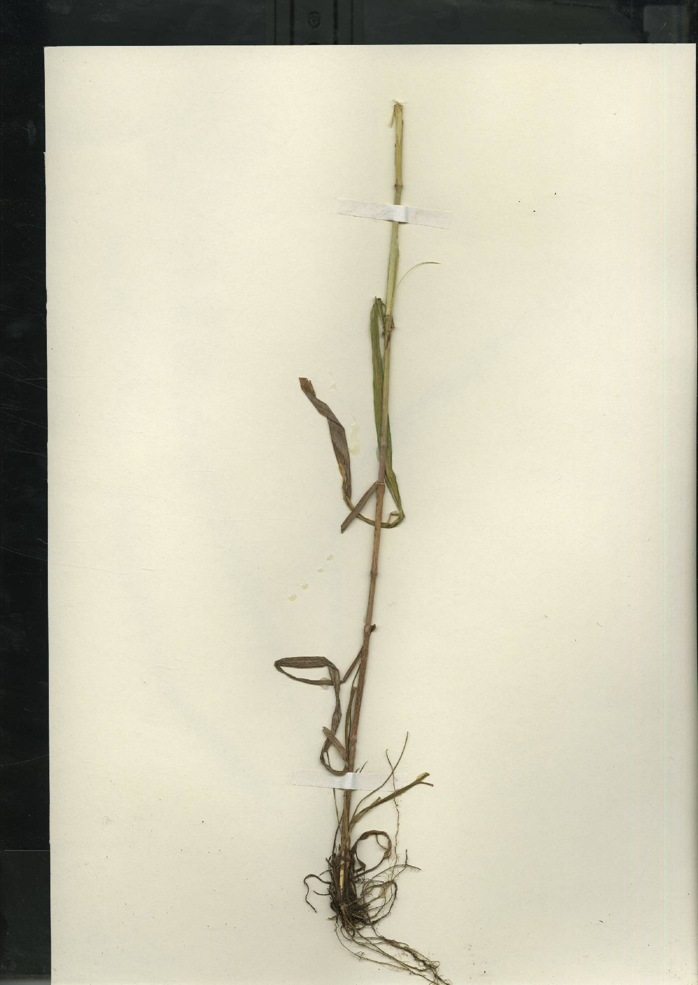 Bromus pubescens image