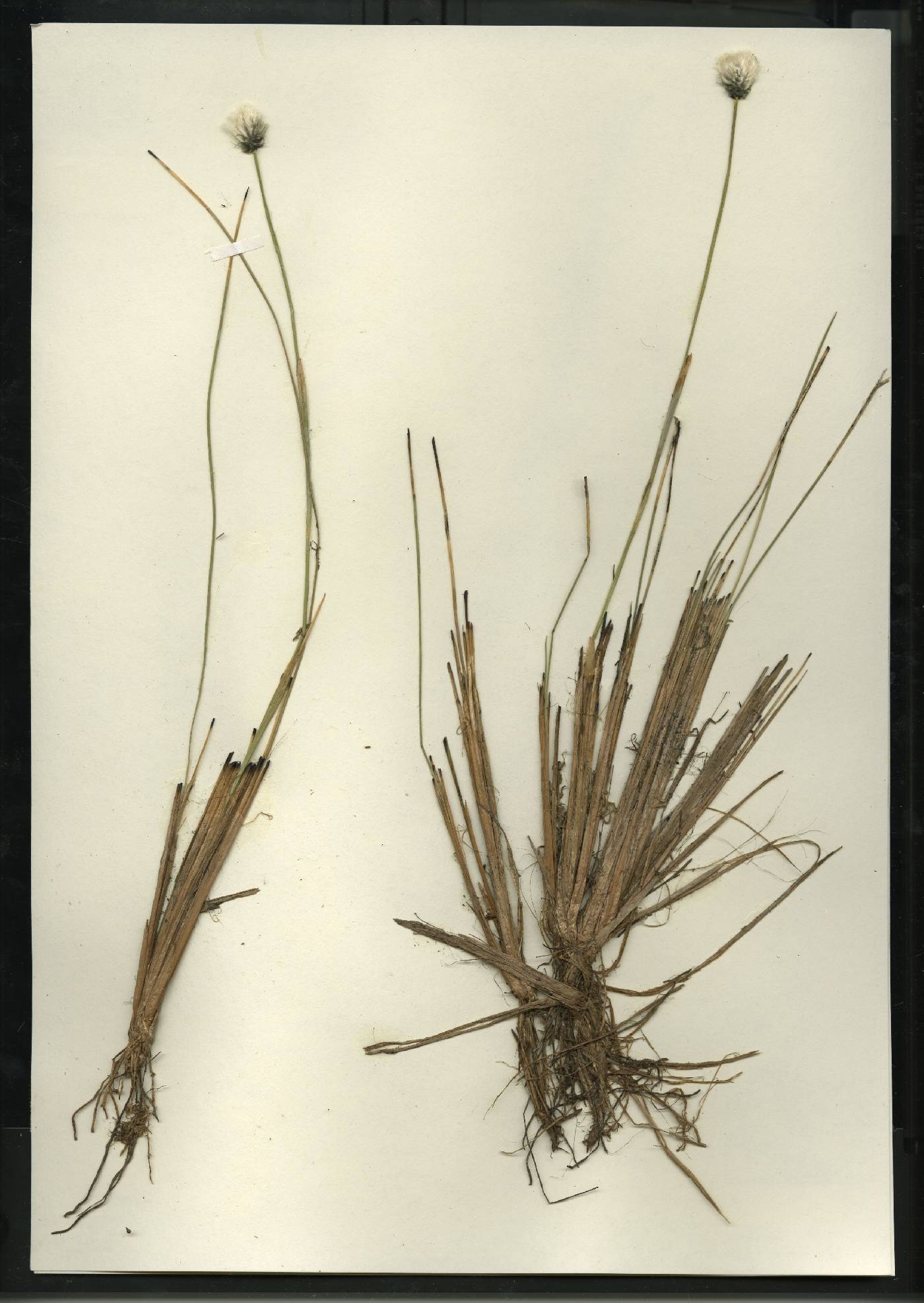 Eriophorum vaginatum image