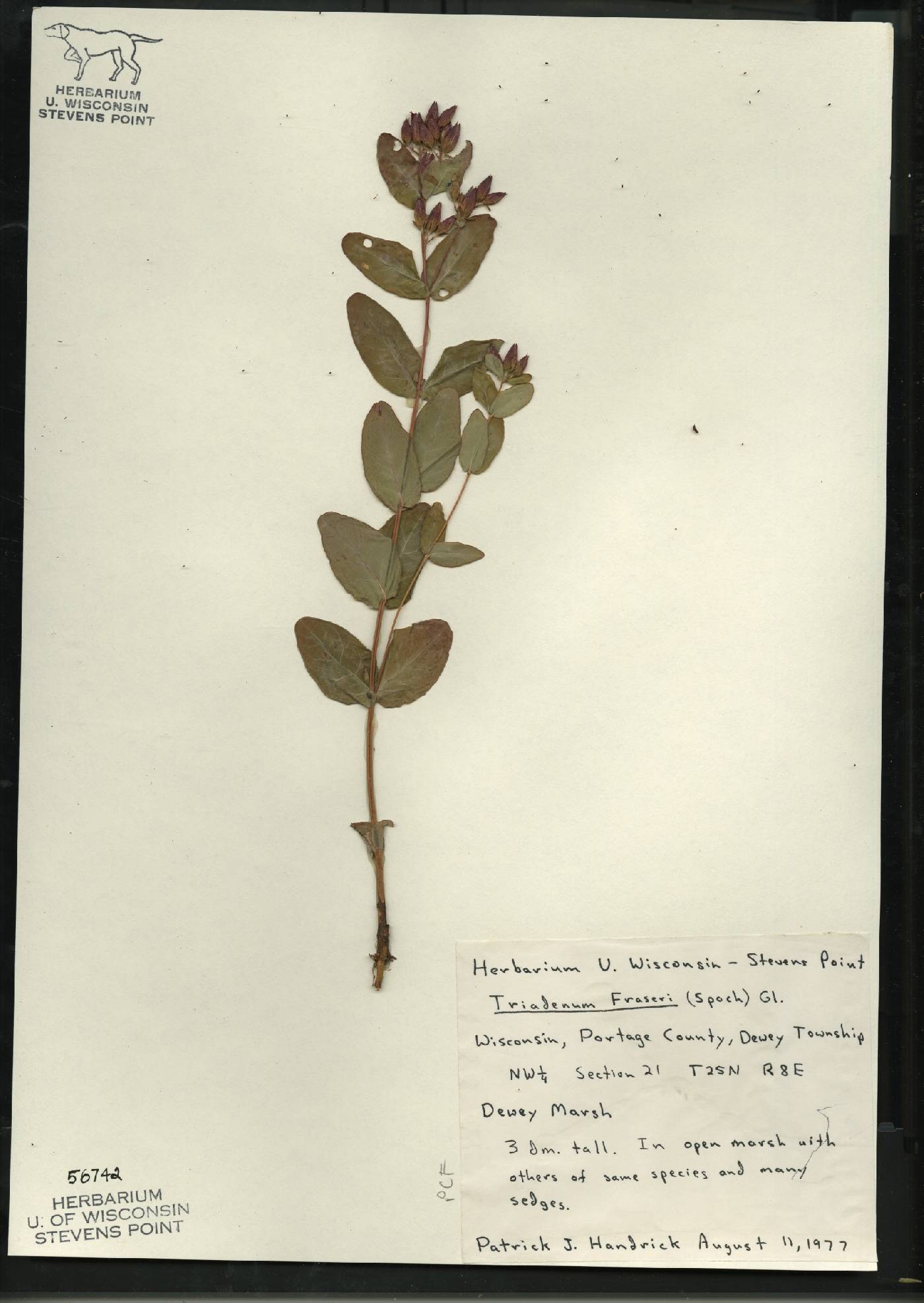 Triadenum fraseri image