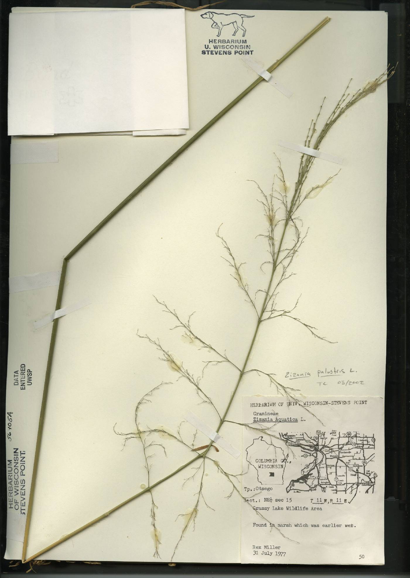 Zizania palustris image