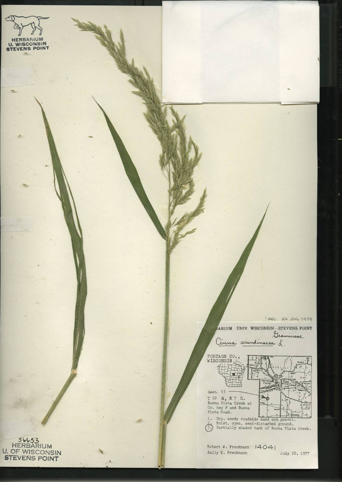 Cinna arundinacea image