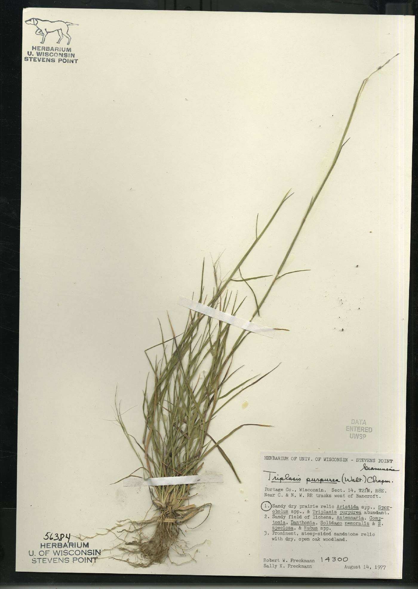 Triplasis purpurea image