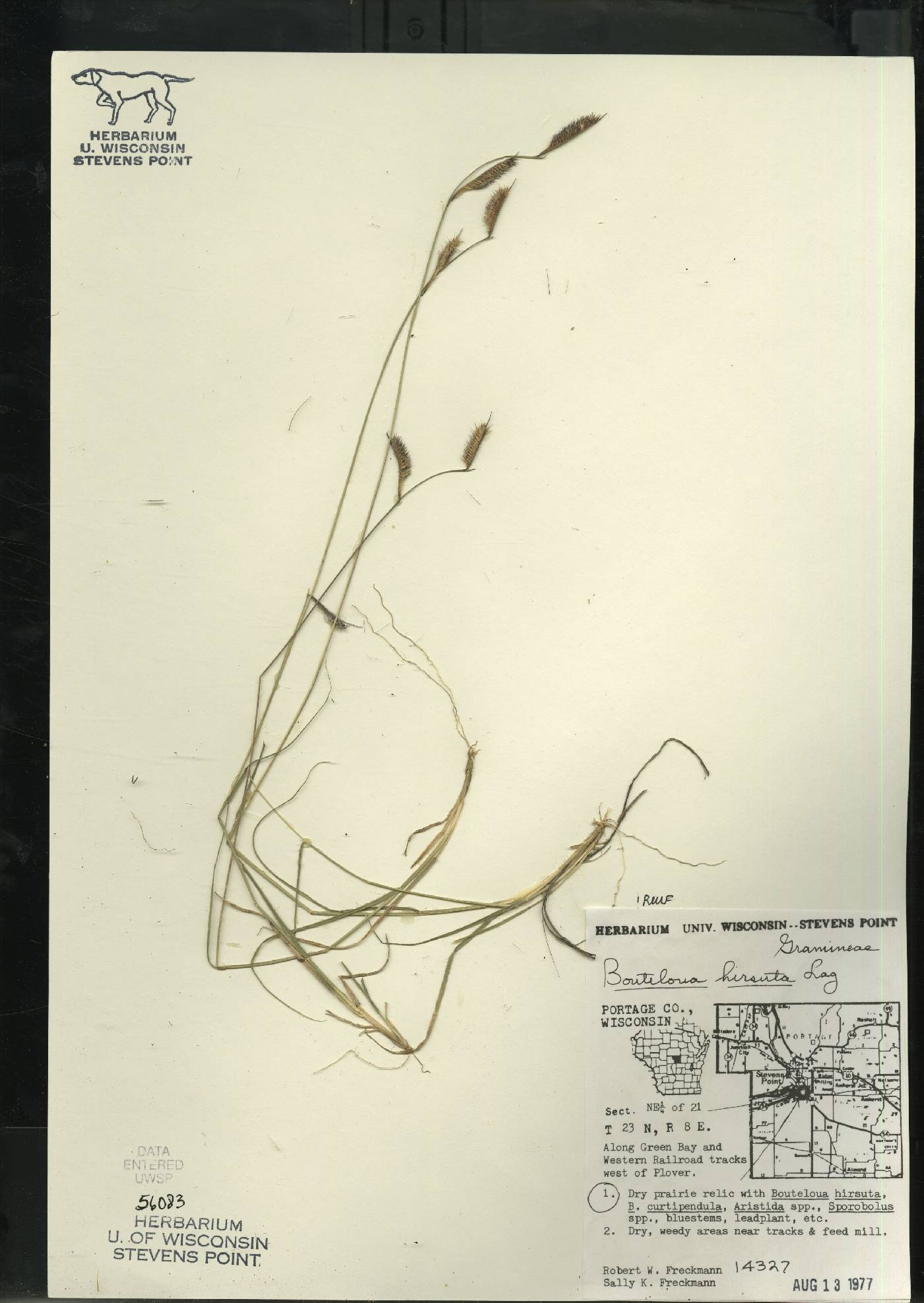 Bouteloua hirsuta subsp. hirsuta image