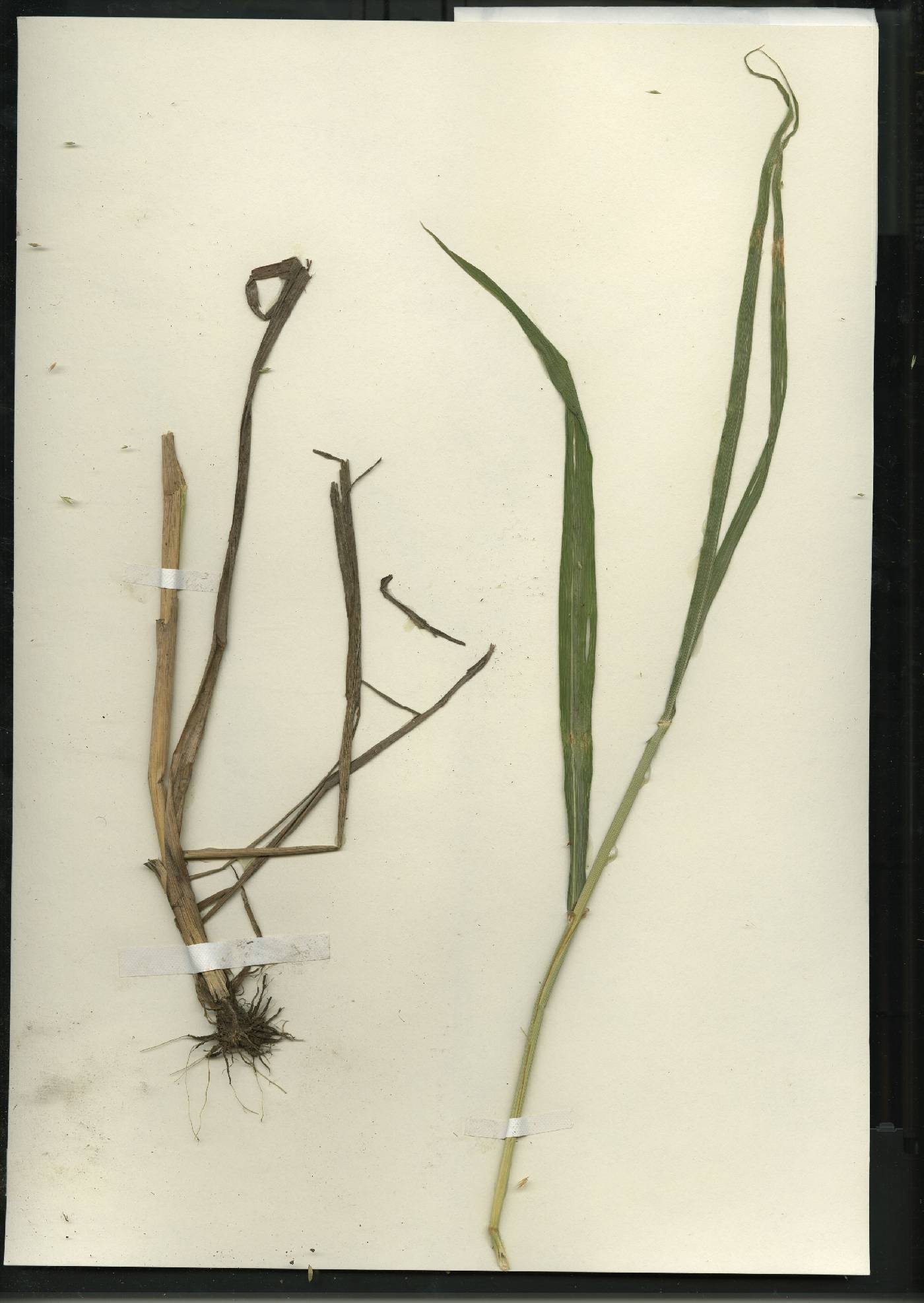 Cinna arundinacea image