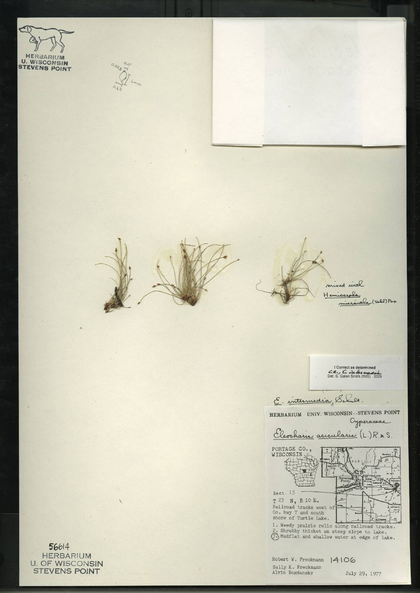 Eleocharis intermedia image