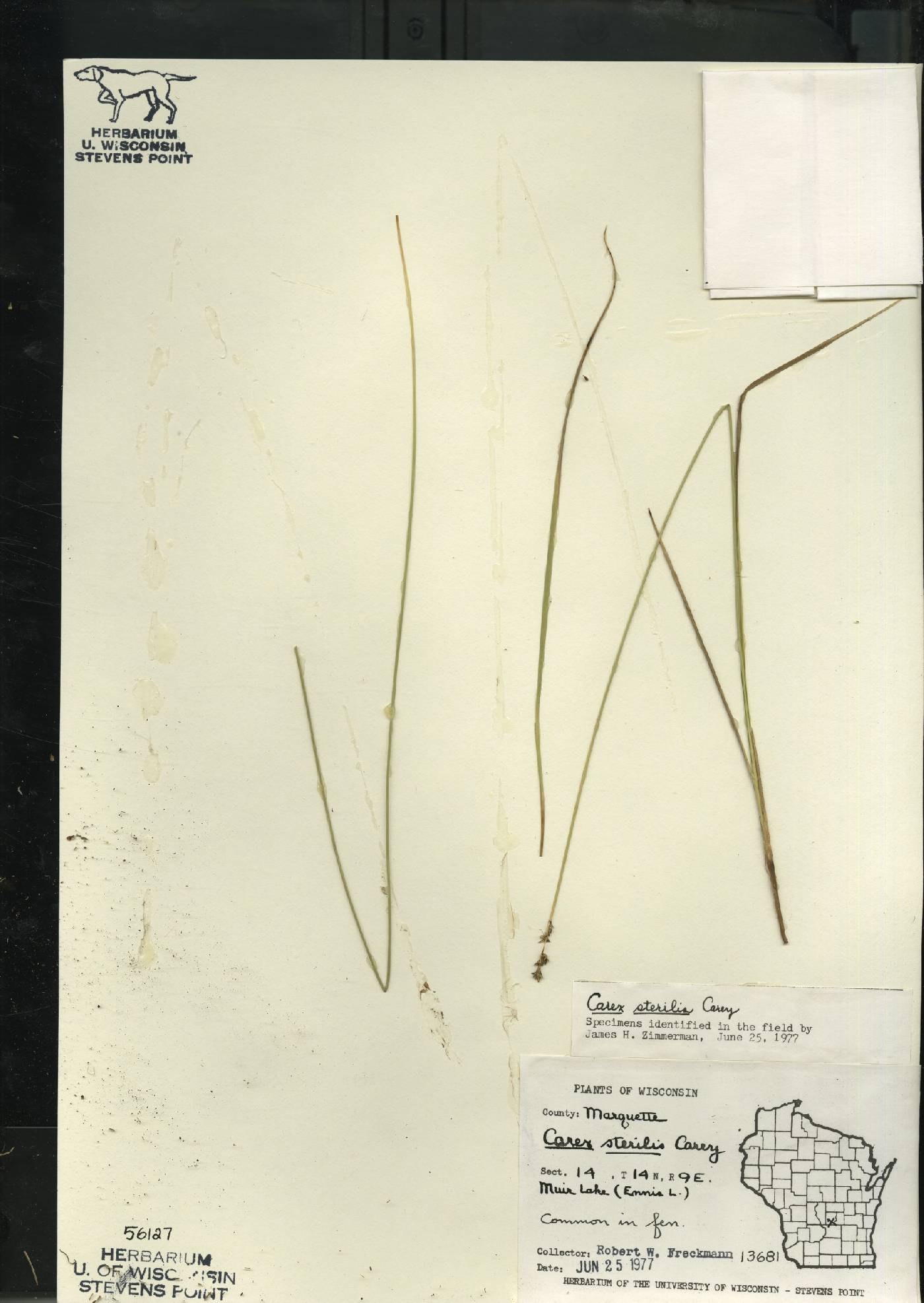 Carex sterilis image