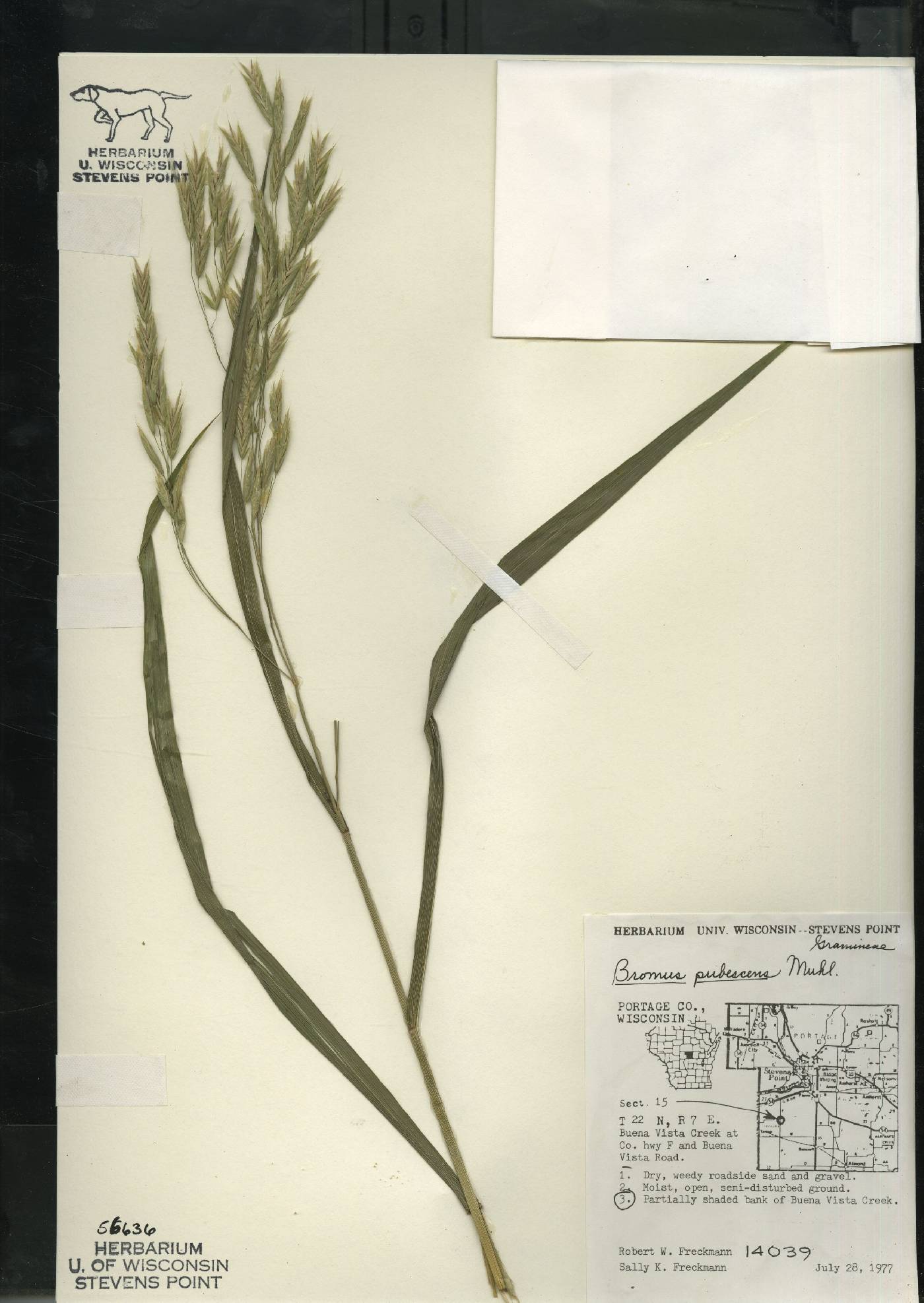 Bromus pubescens image
