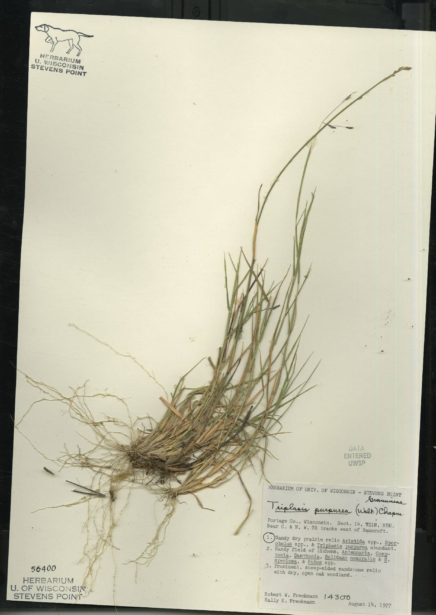 Triplasis purpurea image