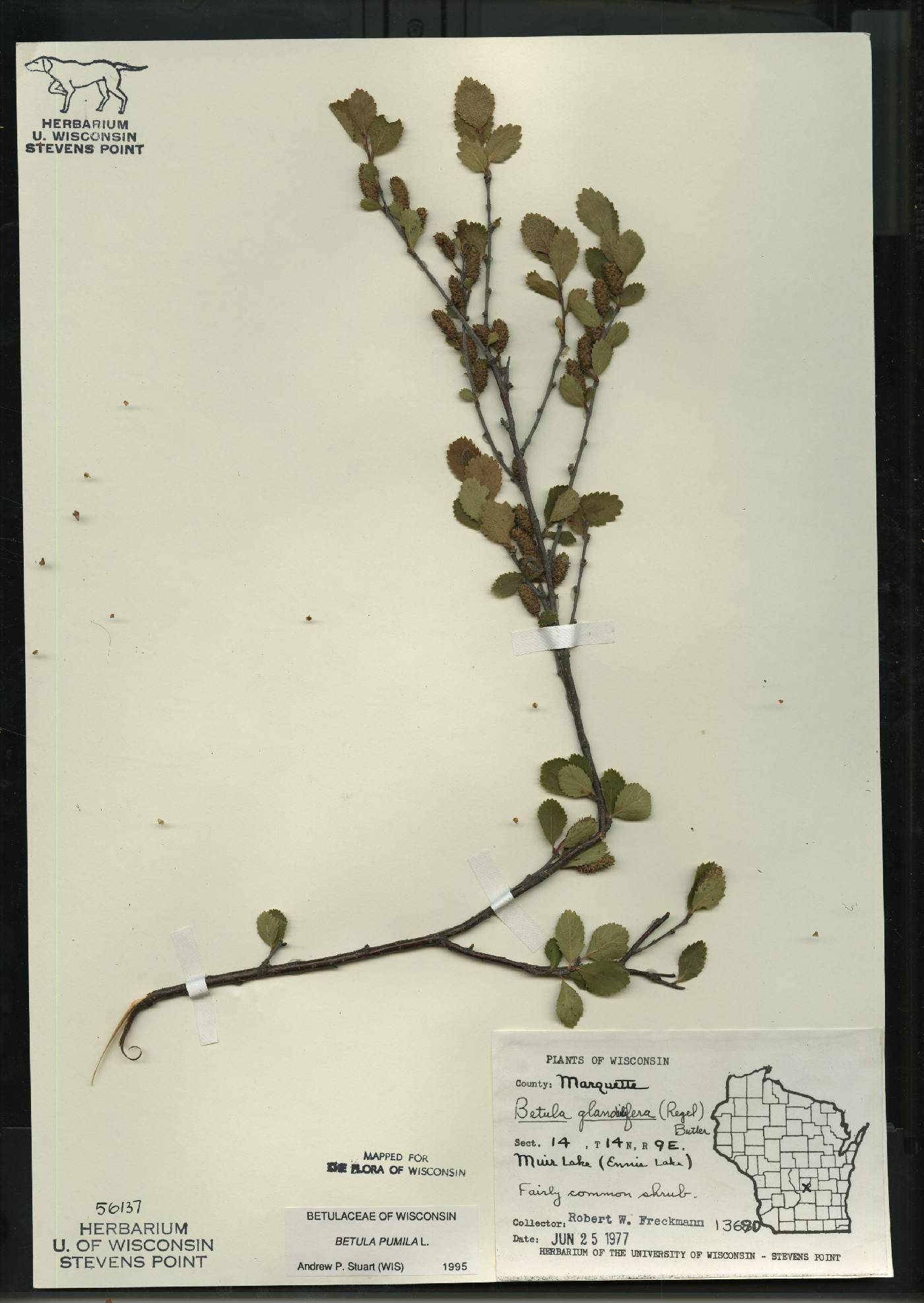 Betula pumila image