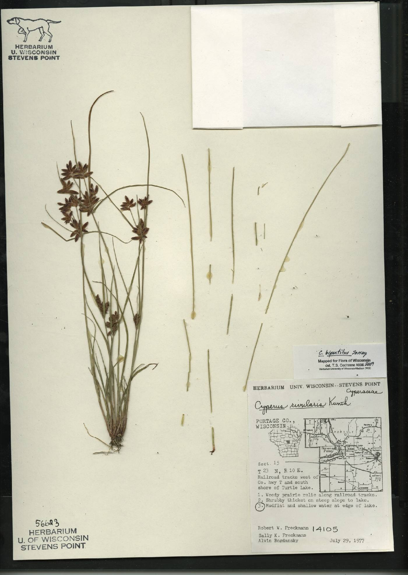 Cyperus bipartitus image