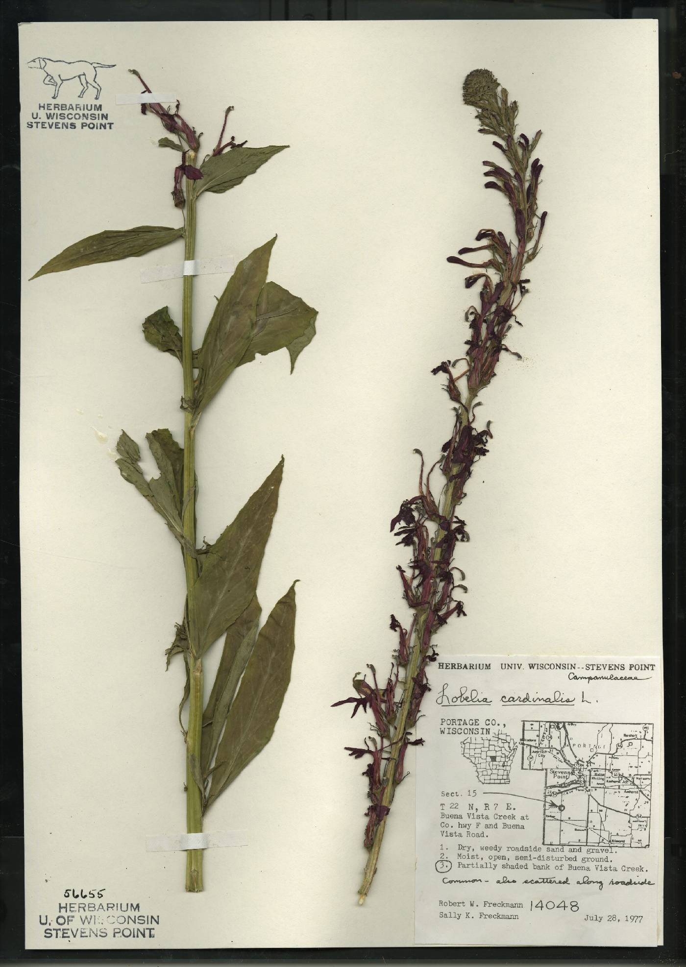 Lobelia cardinalis image