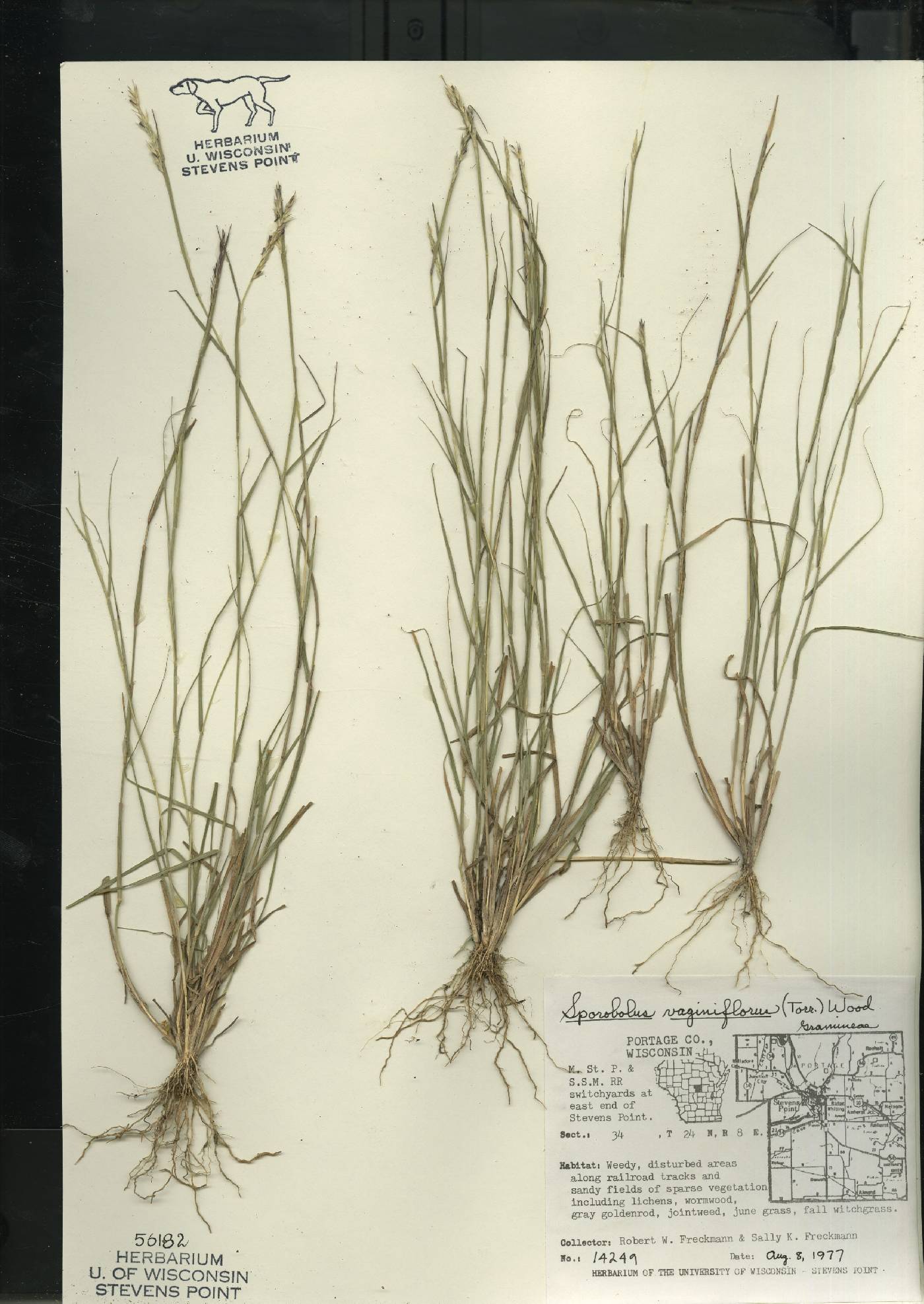 Sporobolus vaginiflorus var. vaginiflorus image