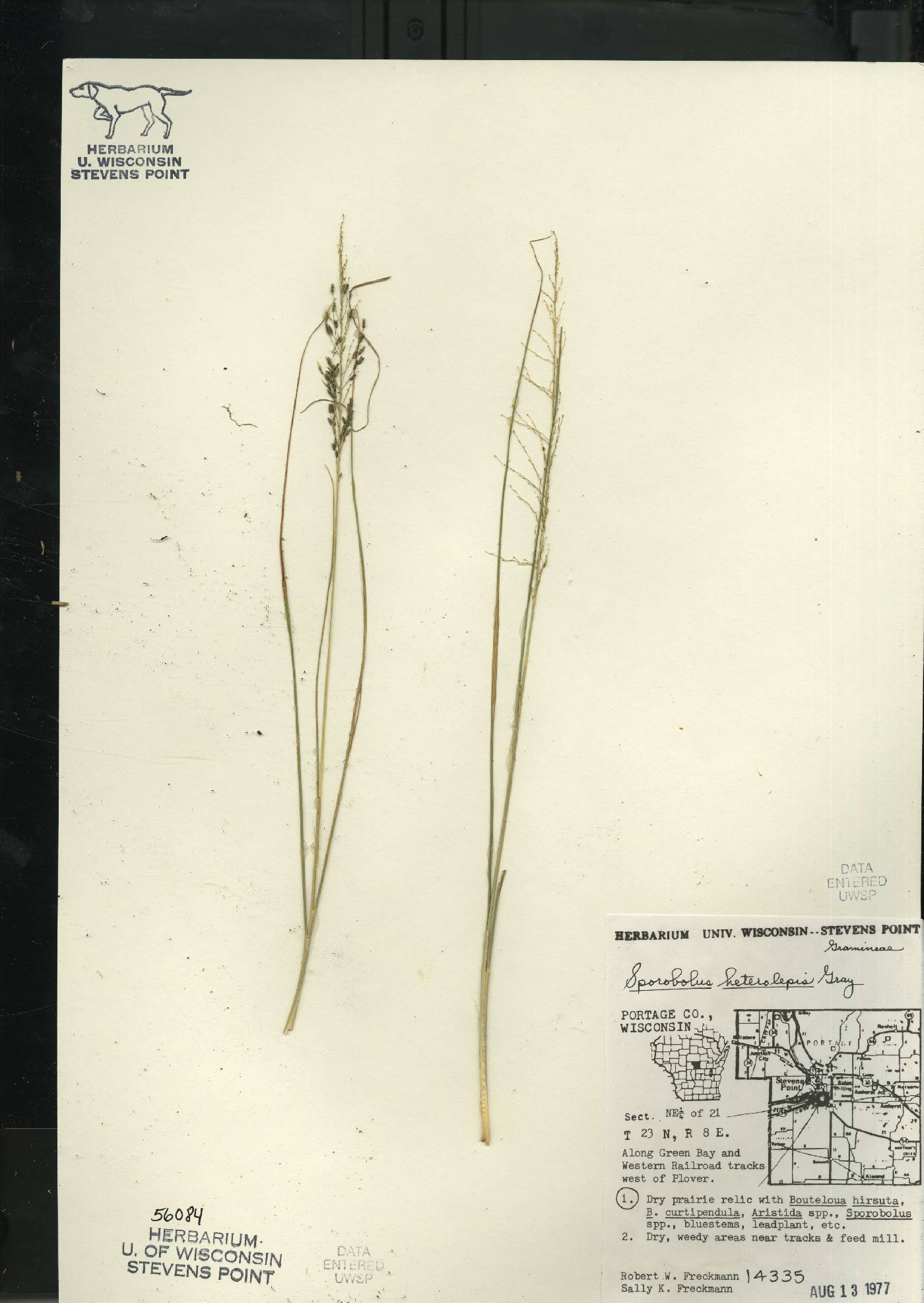 Sporobolus heterolepis image