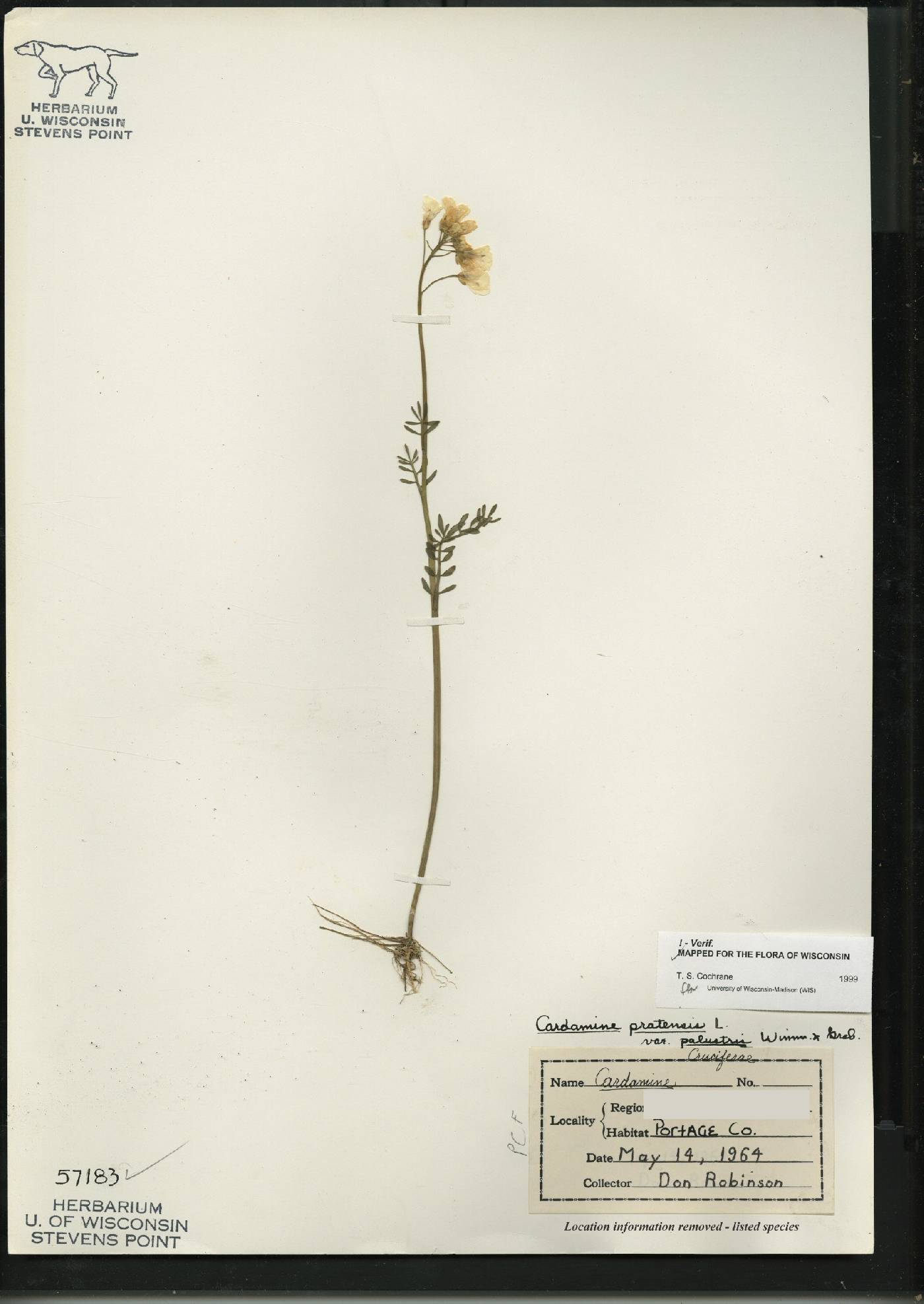 Cardamine pratensis var. palustris image