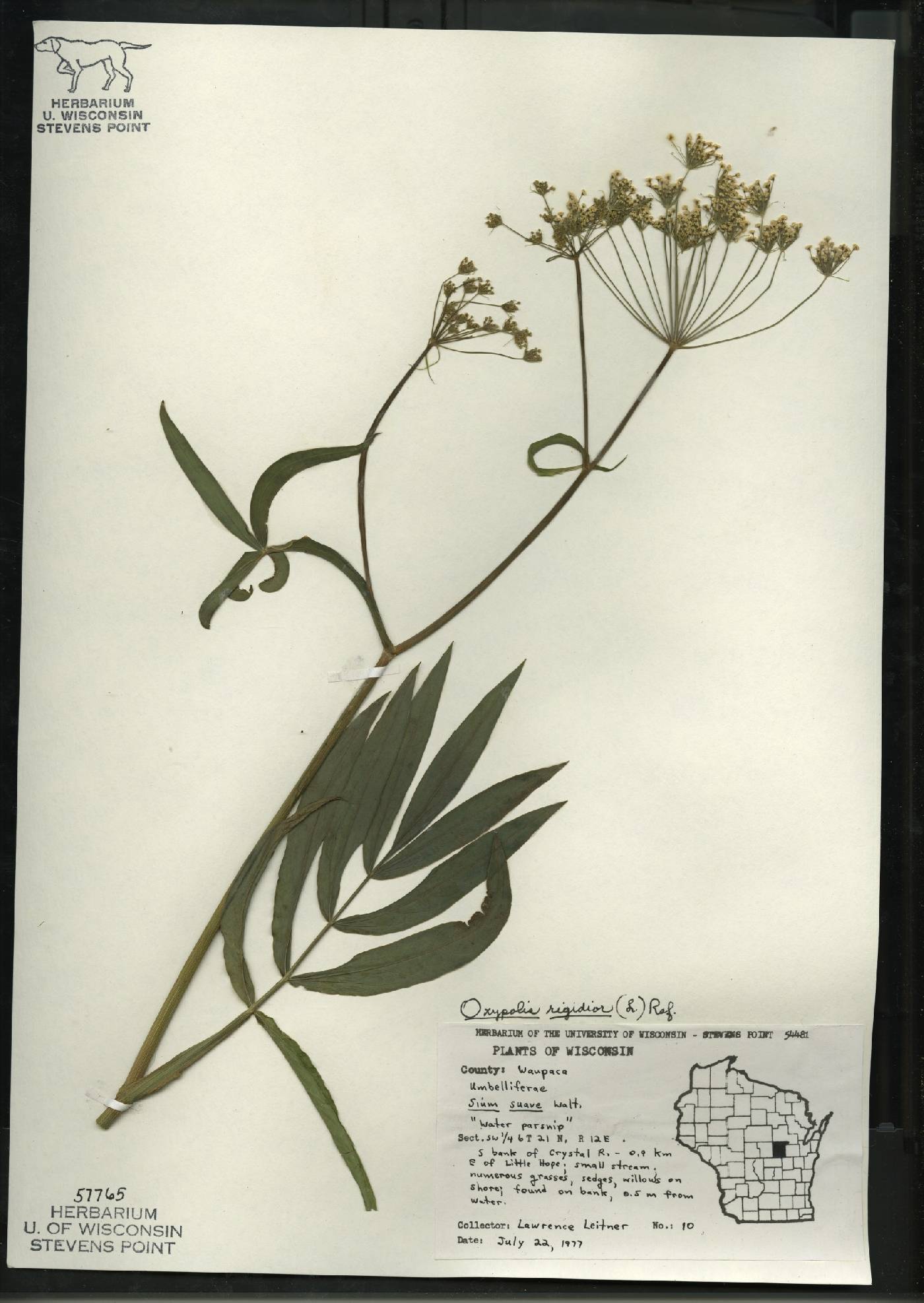 Oxypolis rigidior image