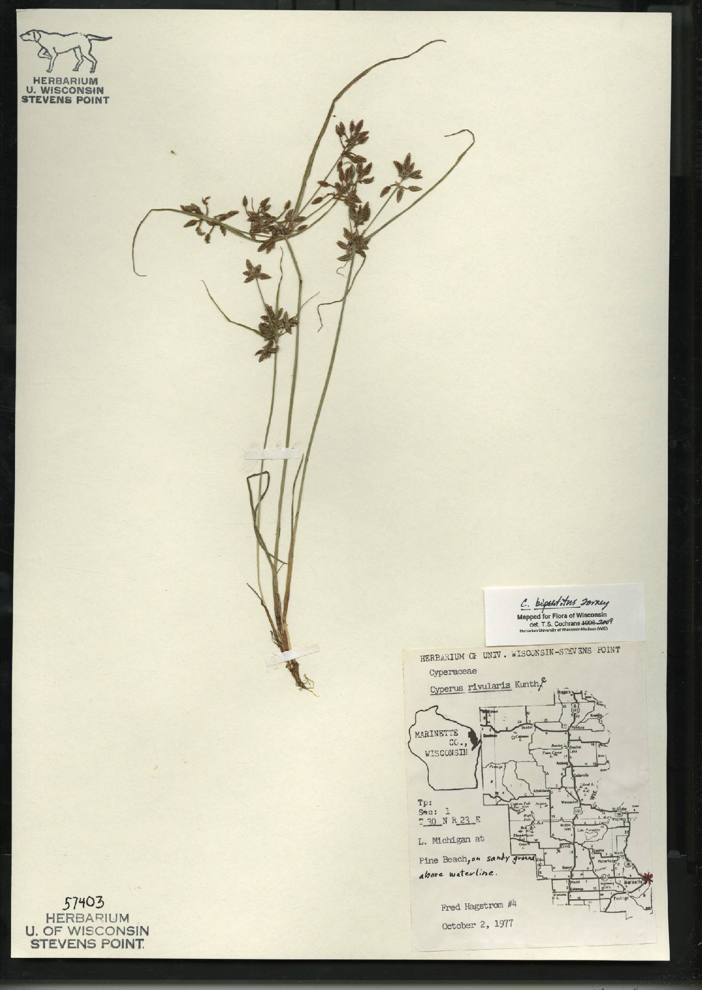 Cyperus bipartitus image