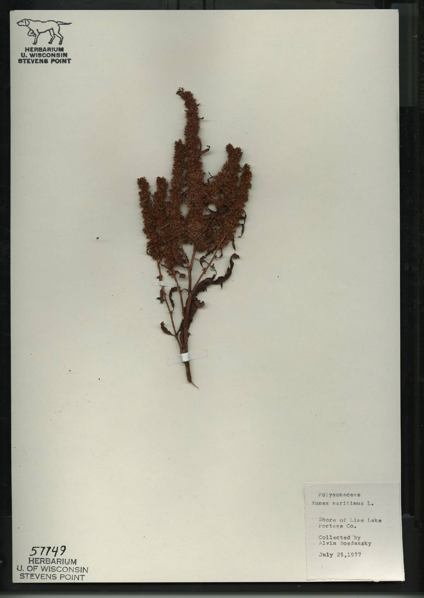Rumex fueginus image