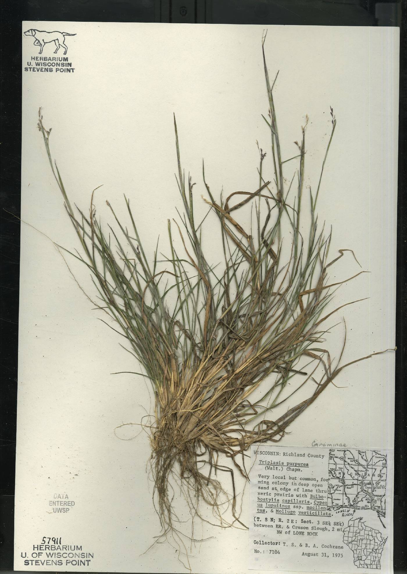 Triplasis purpurea image