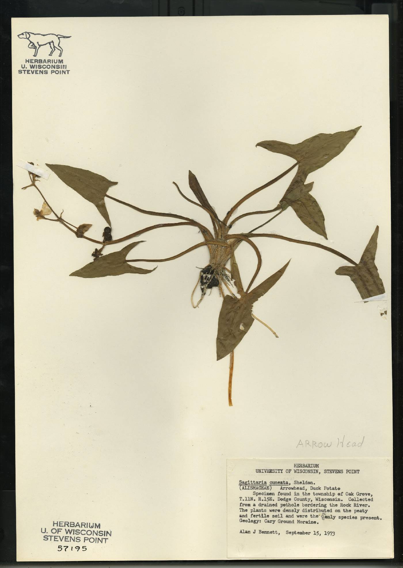 Sagittaria cuneata image