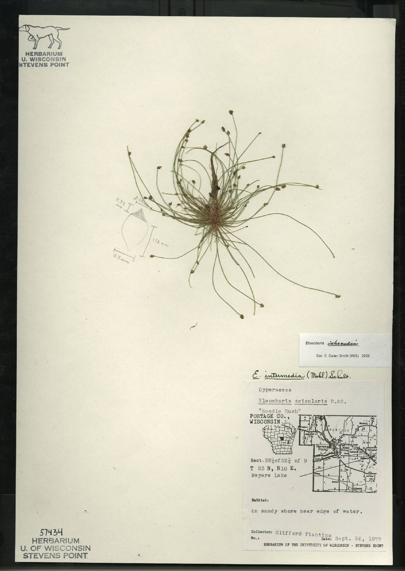 Eleocharis intermedia image