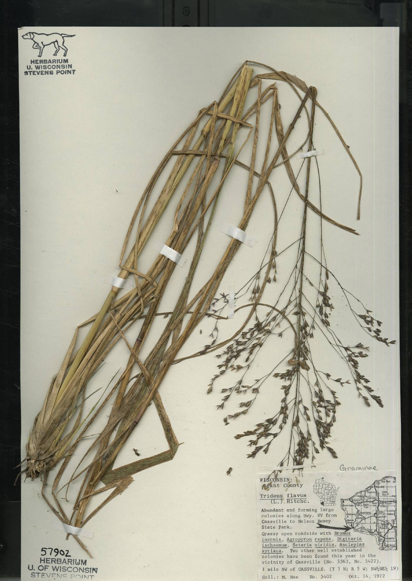 Tridens flavus image