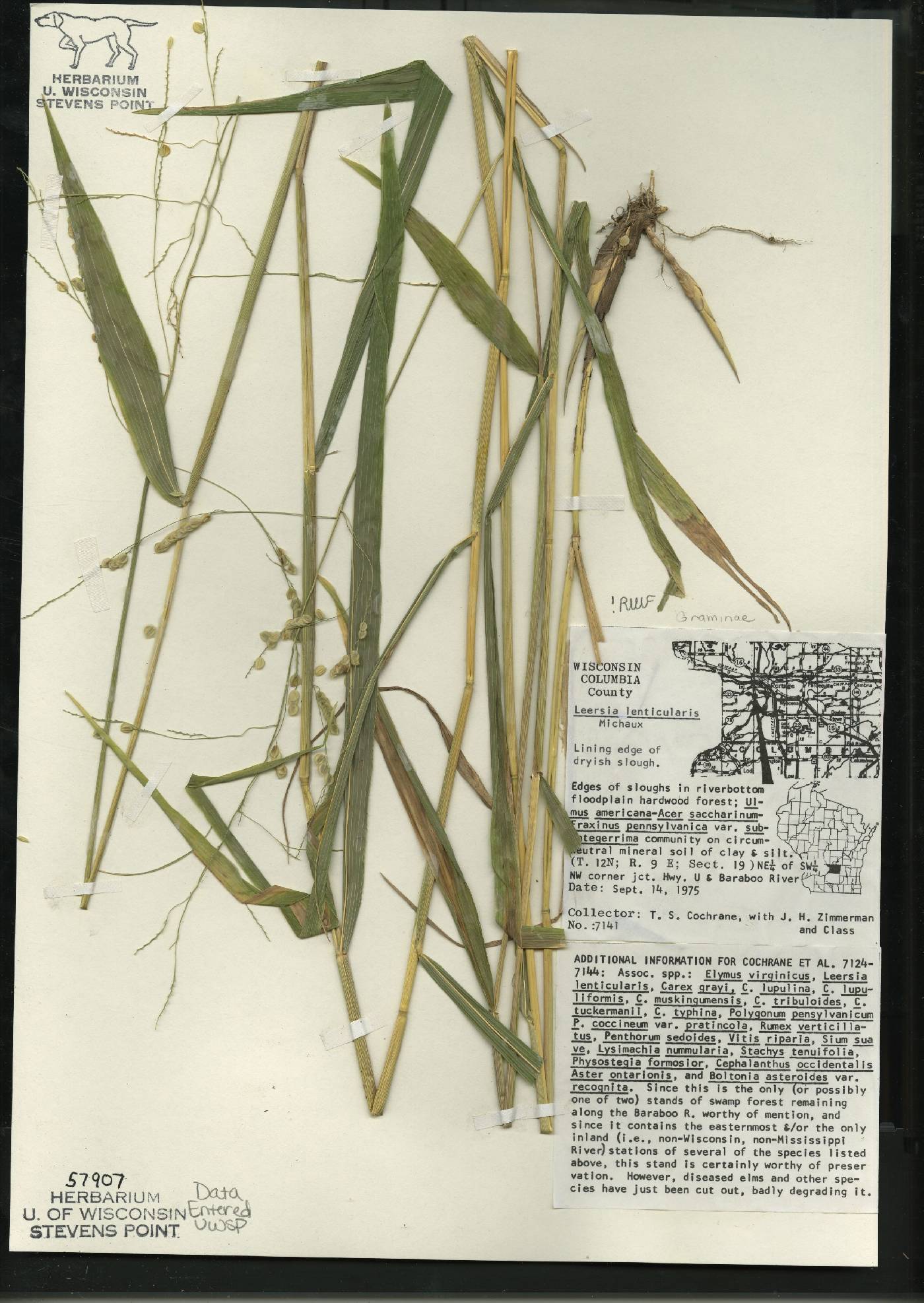 Leersia lenticularis image