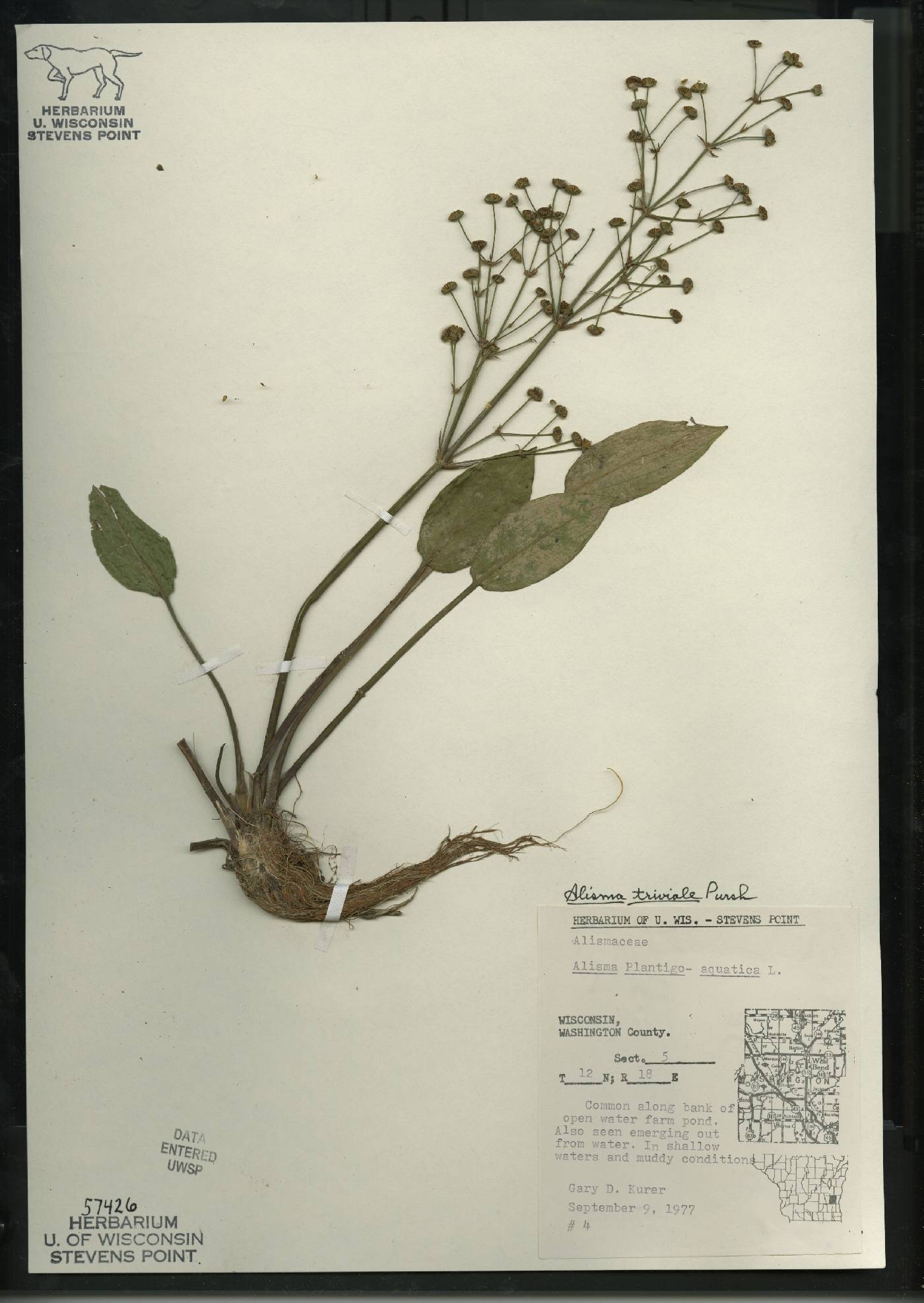 Alisma triviale image
