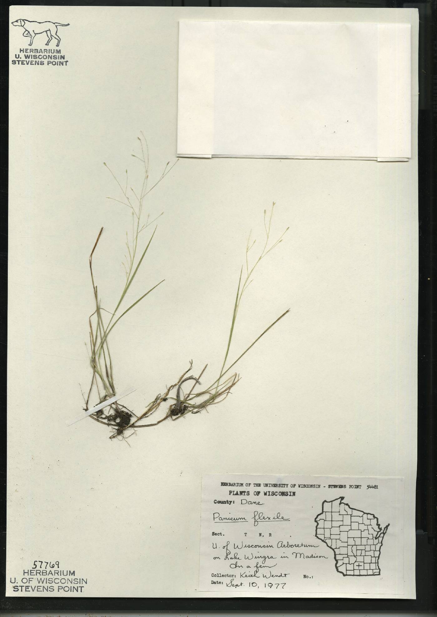Panicum flexile image