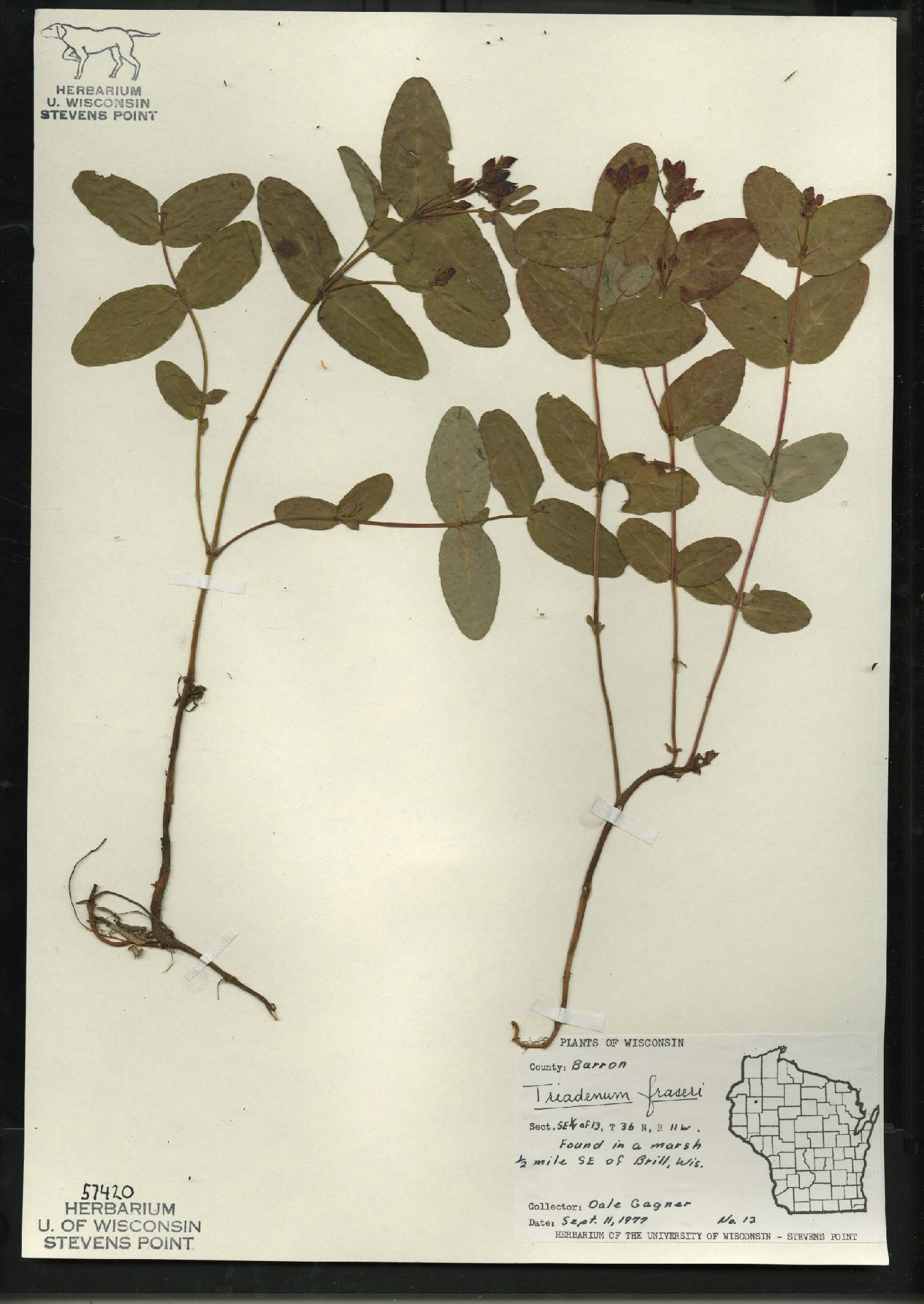 Triadenum fraseri image