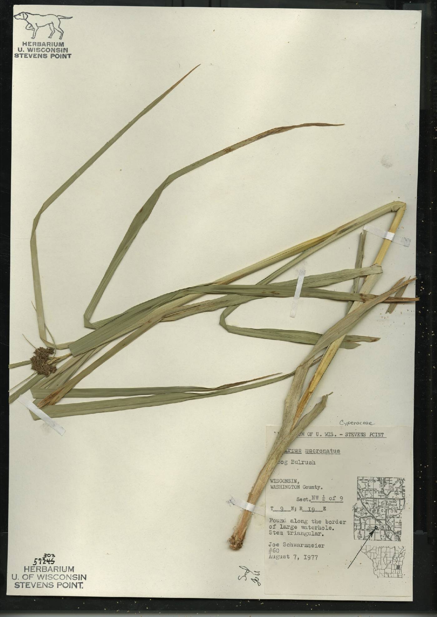 Scirpus microcarpus image