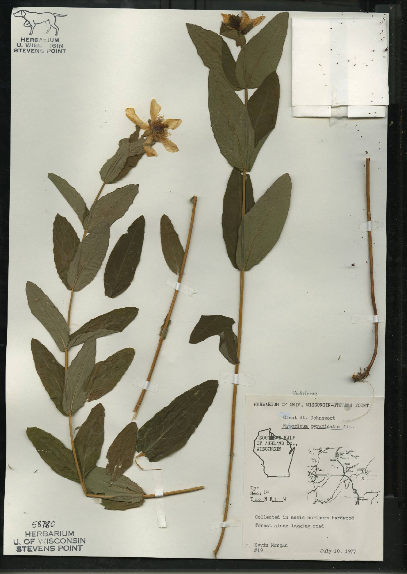 Hypericum ascyron image