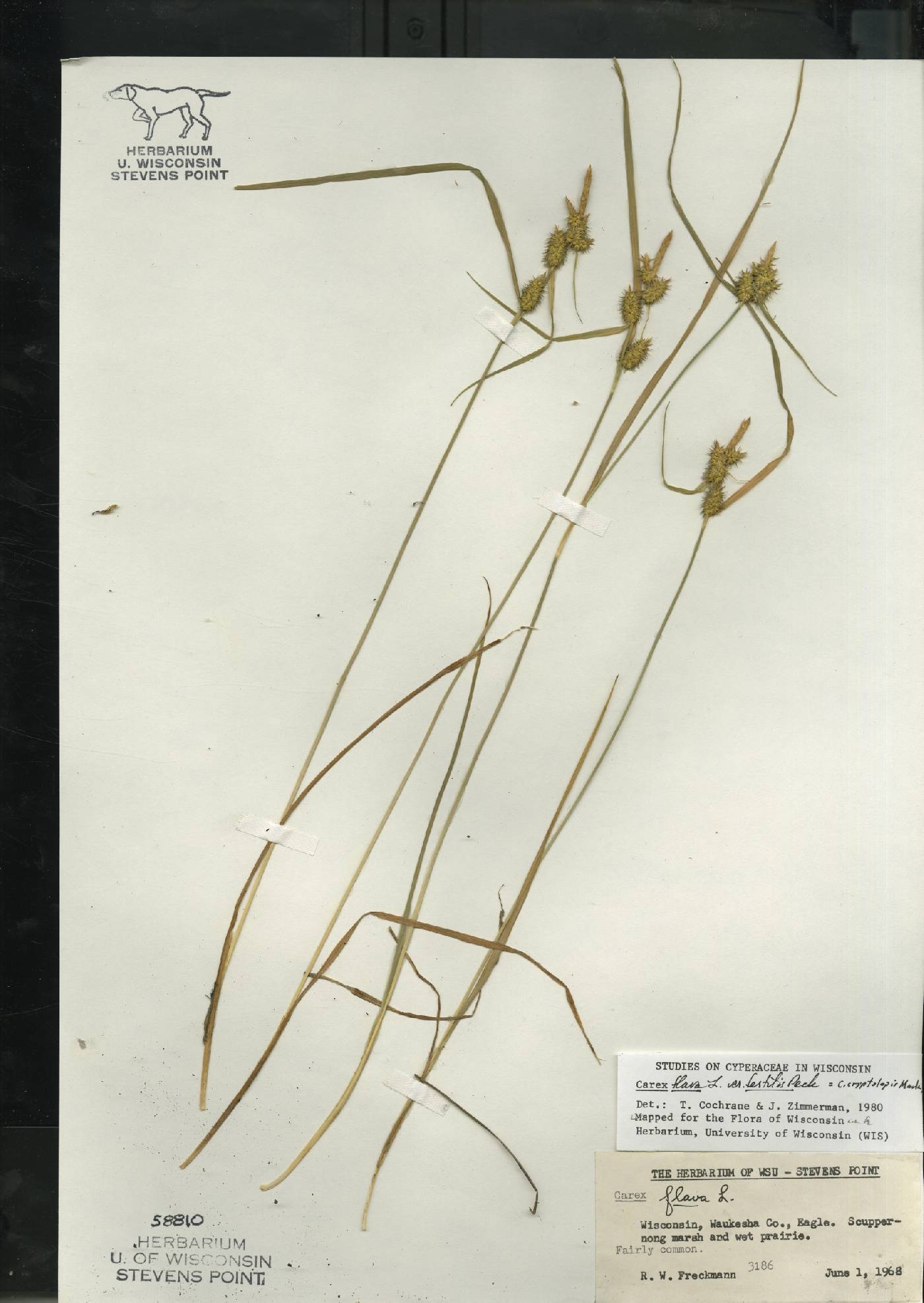 Carex flava image
